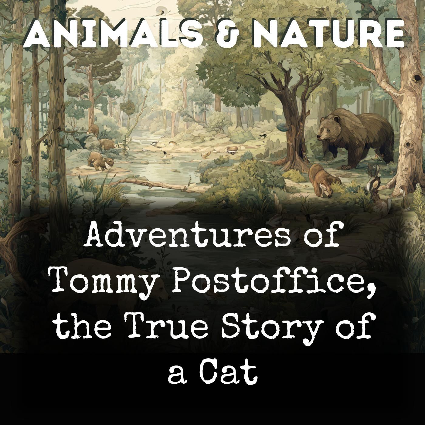 Adventures of Tommy Postoffice, the True Story of a Cat podcast artwork