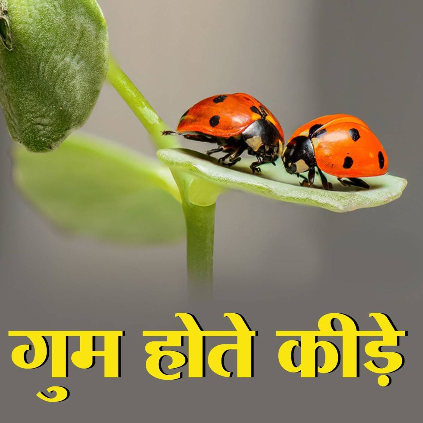 हमारा ही इकोसिस्टम साझा करने वाले 'नन्हे जीव' क्यों ख़त्म हो रहे हैं episode artwork