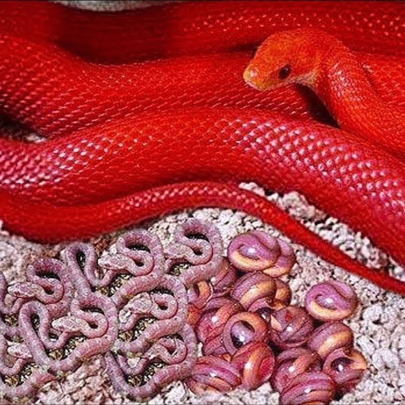 Nằm Mơ Thấy Rắn Đẻ Con: Điềm Báo Gì Và Con Số May Mắn Phía Sau episode artwork