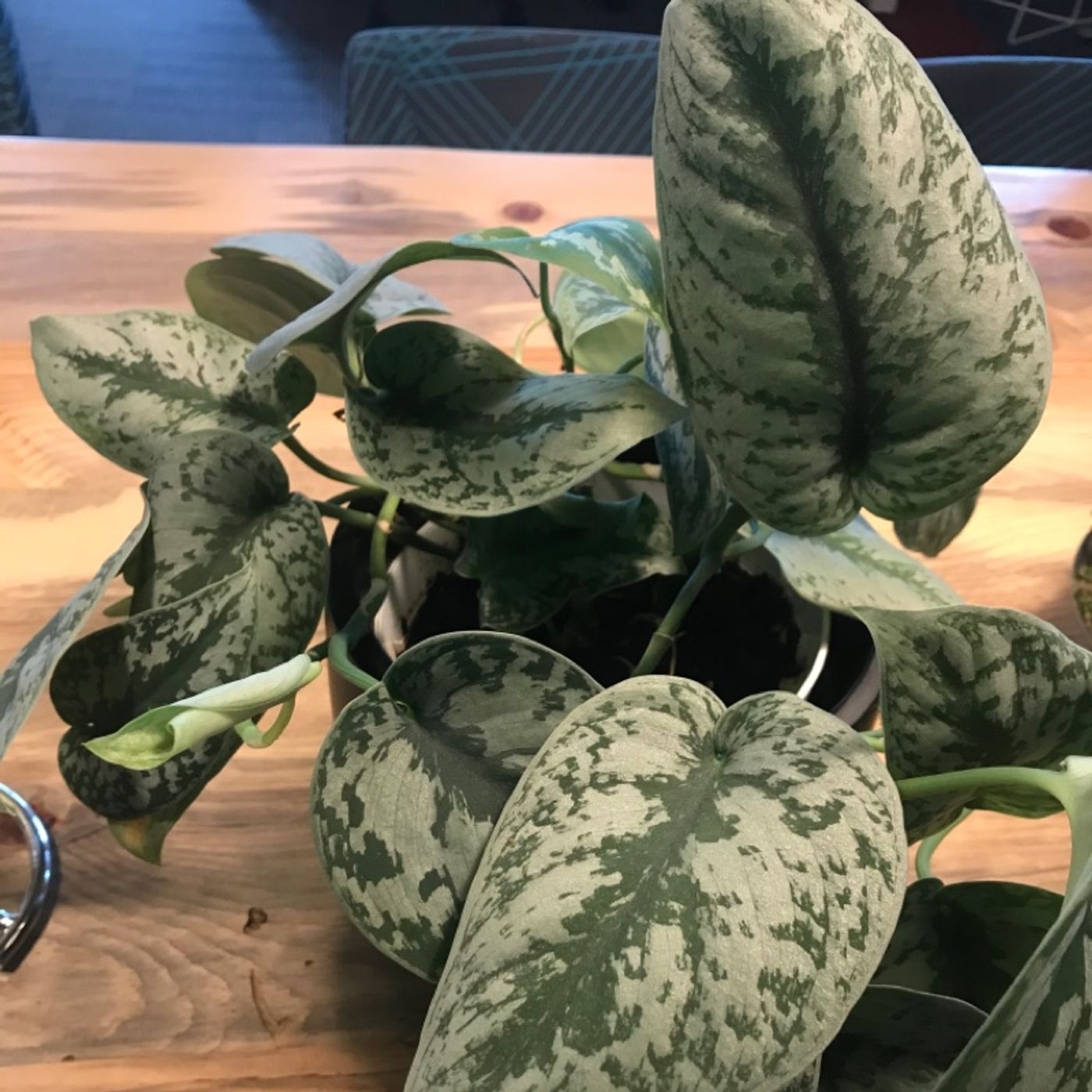 The Houseplant Coach