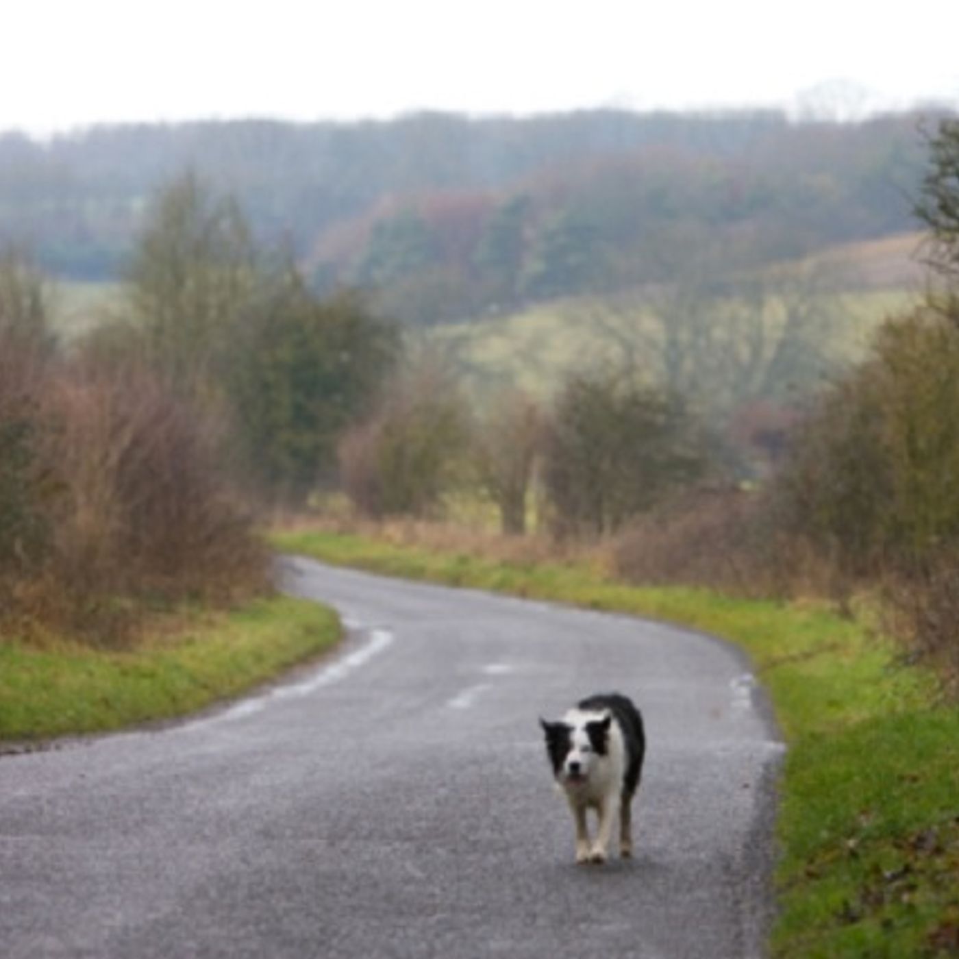 (Smile File) Genius Idea Helps Return Lost Dog to Owner episode artwork