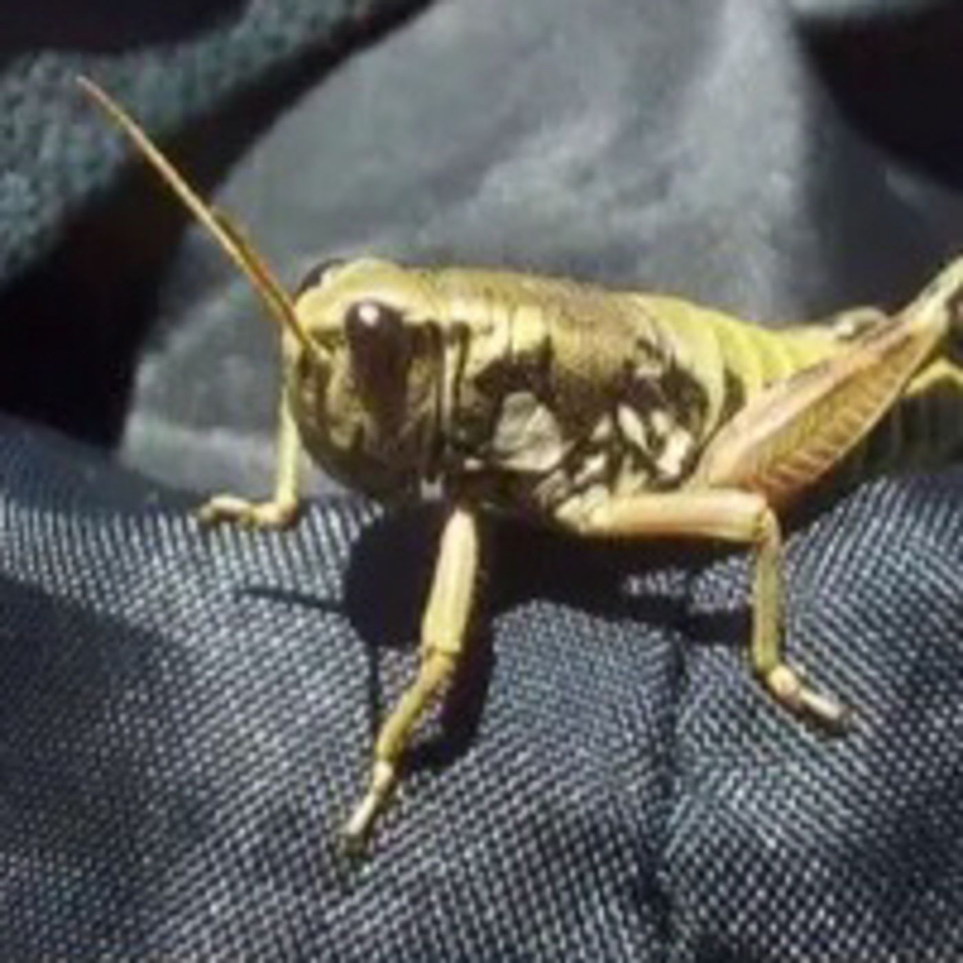 El saltamontes Madrileño