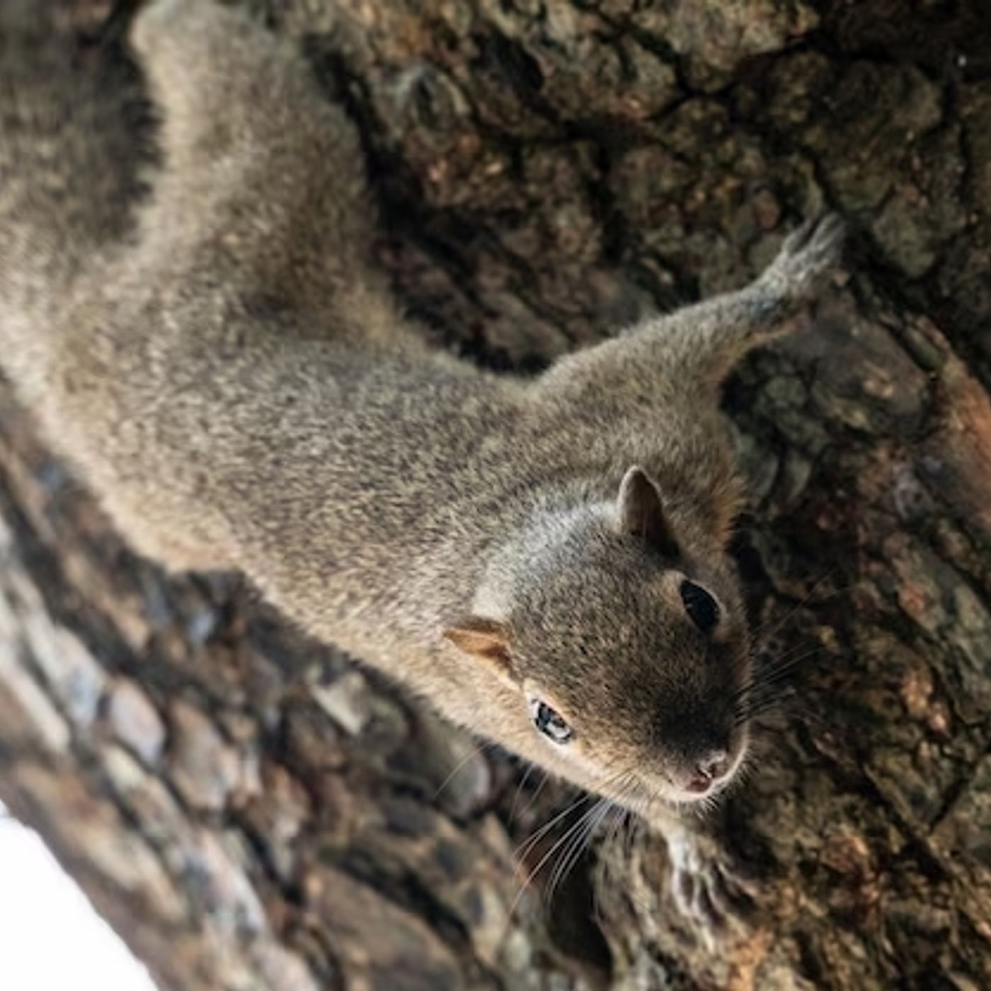 Urban Wildlife Solutions Squirrel Removal in Houston Urban Wildlife Solutions Squirrel Removal in Houston