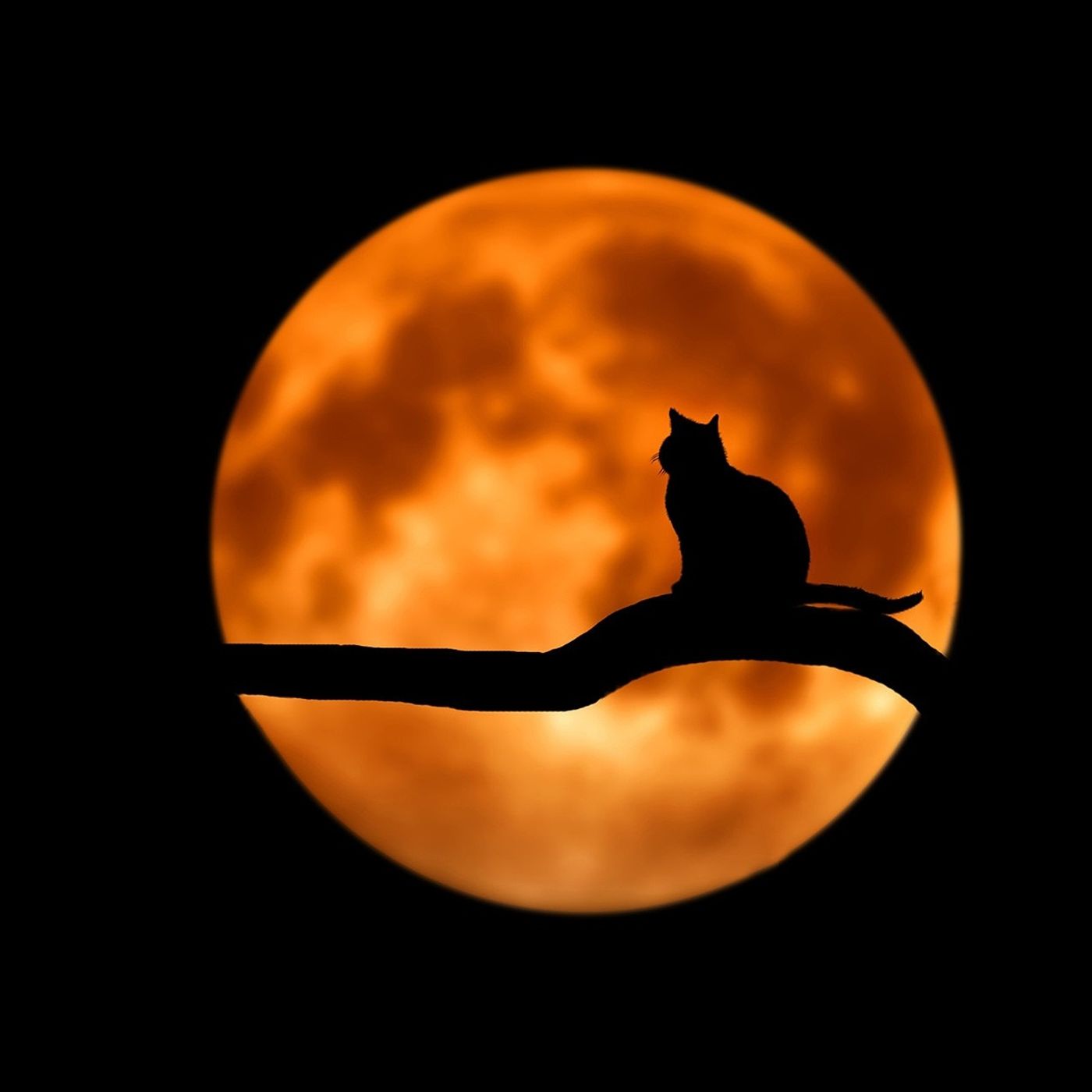 Misteri e le superstizioni legati alla luna piena episode artwork
