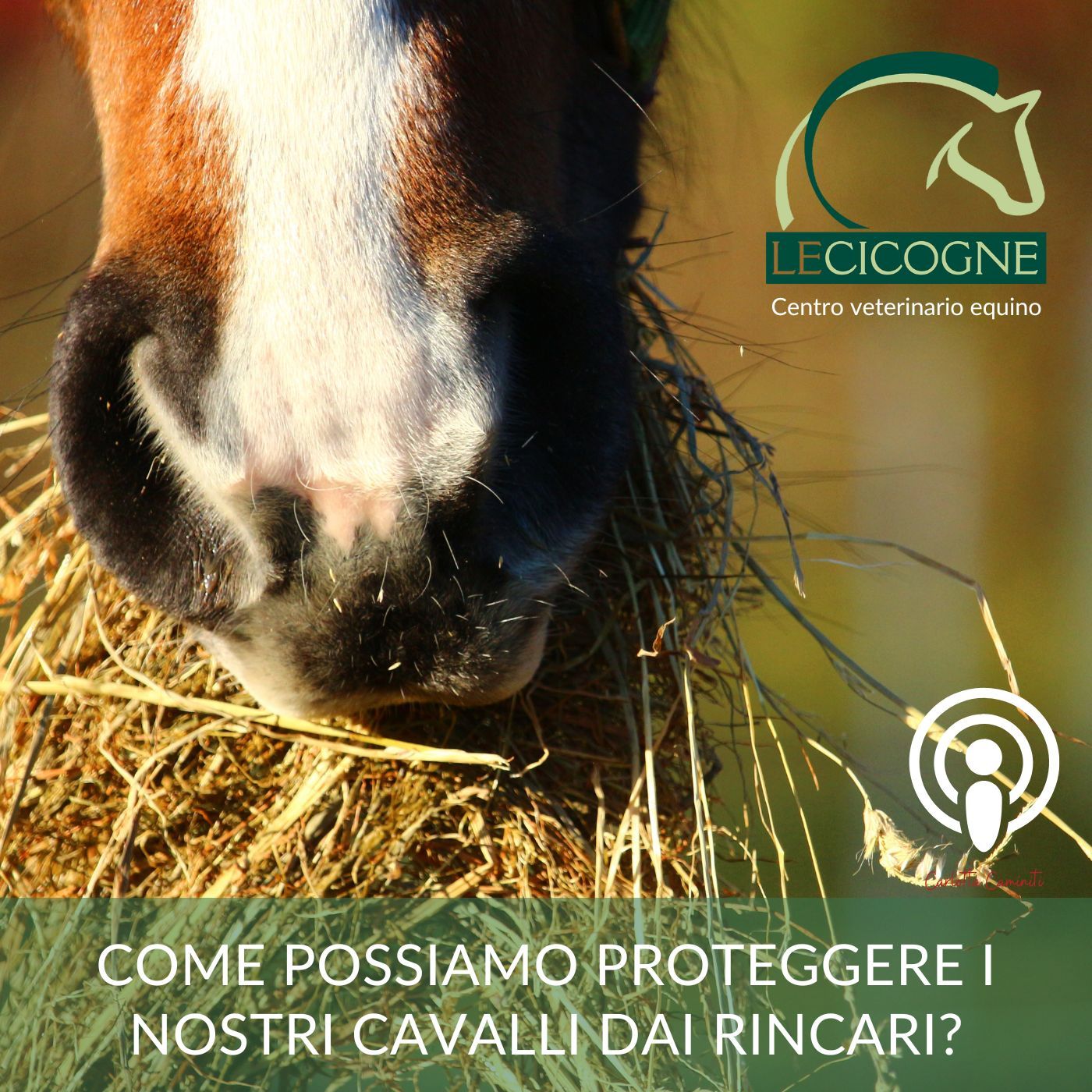 I cavalli: parliamo di salute e benessere