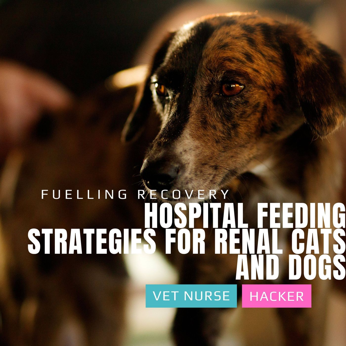 The Vet Nurse Hacker Podcast