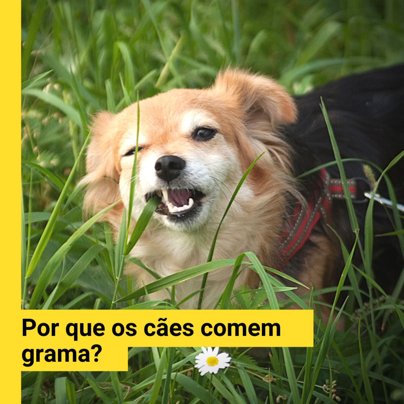 Promoções.PET