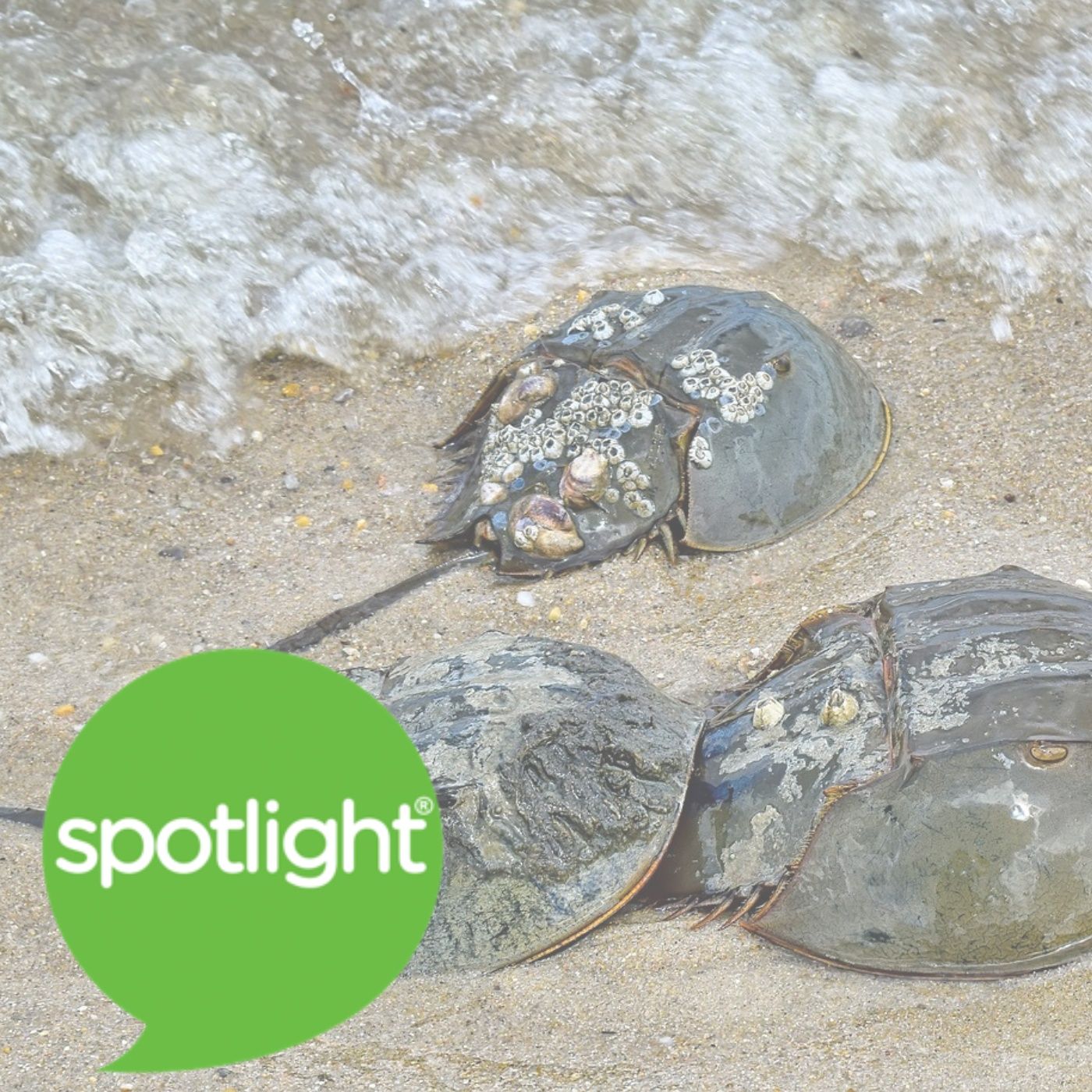 The Amazing Horseshoe Crab