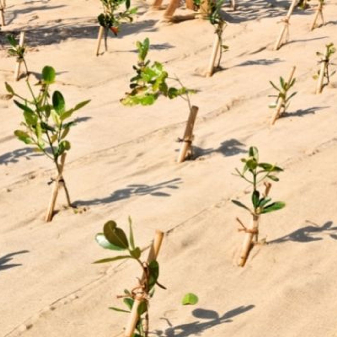 Go Forest : la plateforme qui vous aide à planter des arbres. Voici pourquoi c'est important. episode artwork