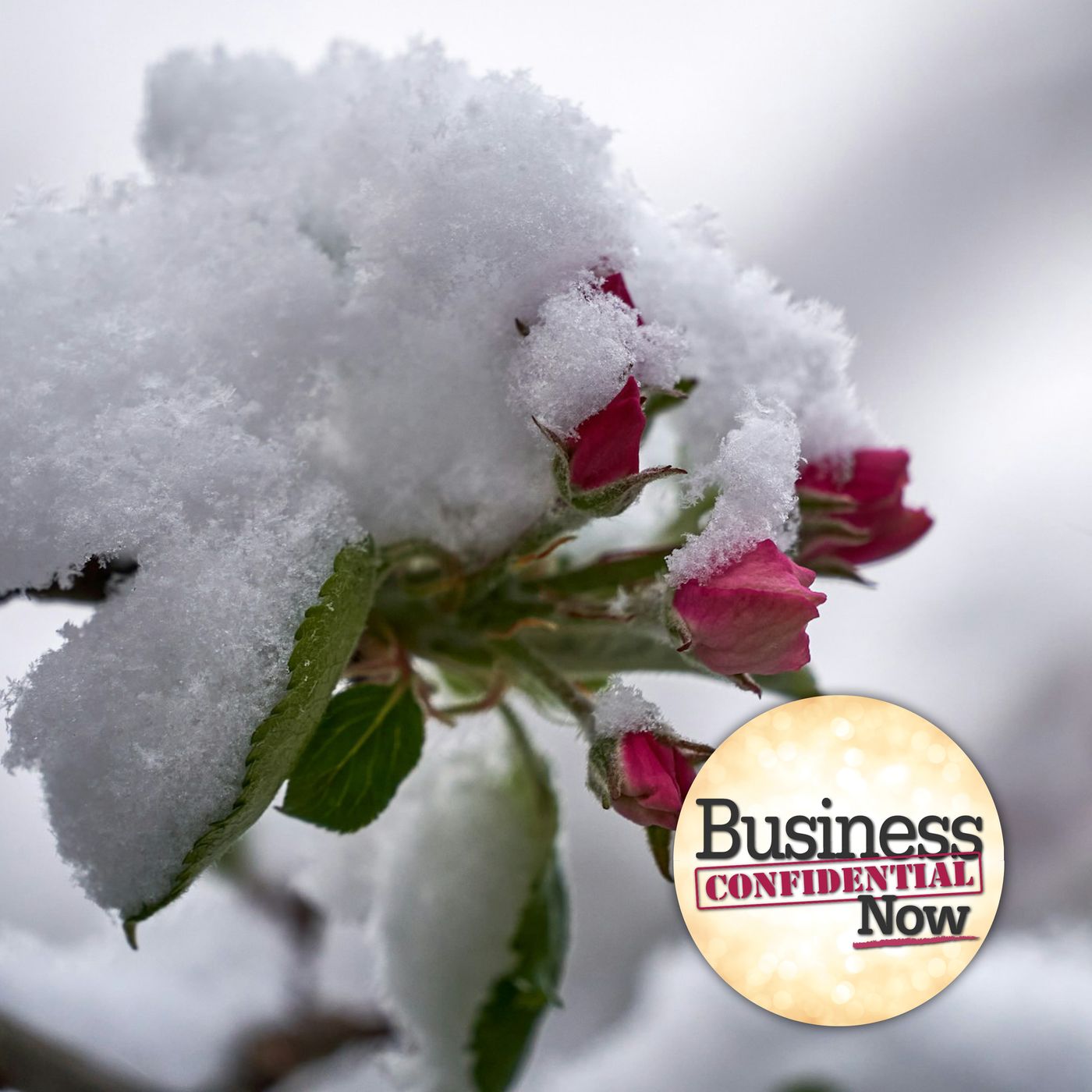 Business Confidential Now with Hanna Hasl-Kelchner