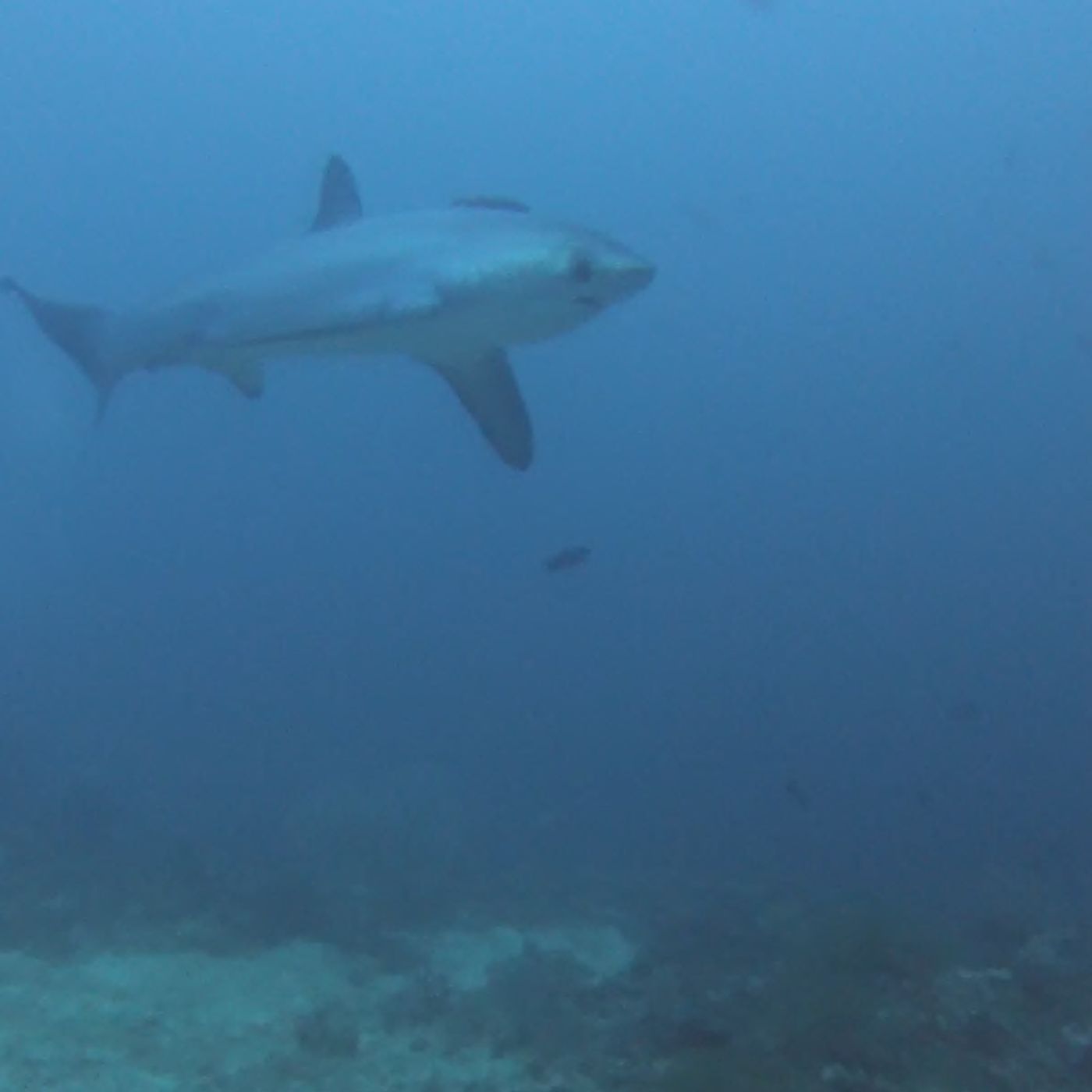 Sharks and Typhoon Yolanda: Philippines Special Part I