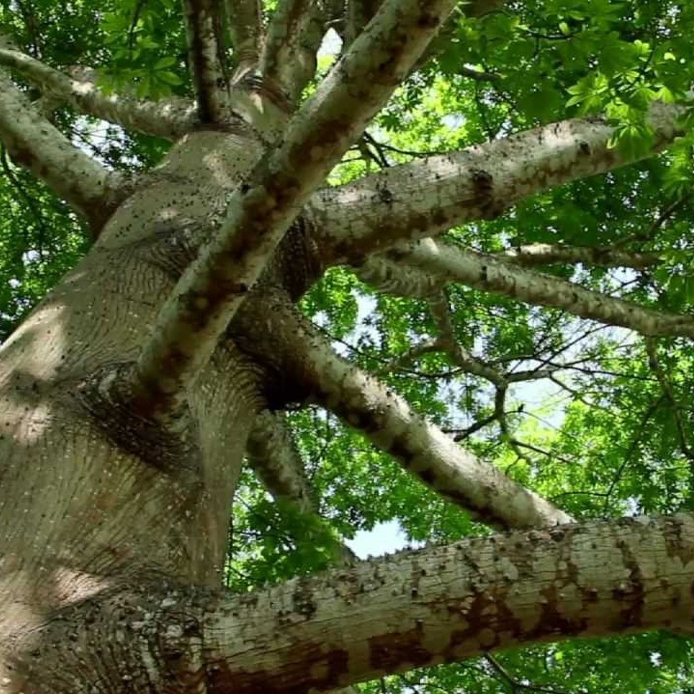 La Ceiba es el árbol emblemático del Municipio Maneiro, conoce más... (+Audio)