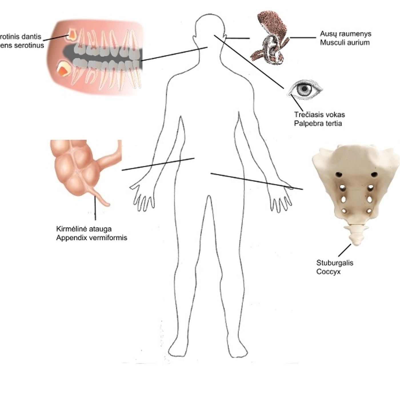 L'evoluzione non porta a miglioramenti ma a cambiamenti: gli 'organi vestigiali' umani (parte 1) episode artwork
