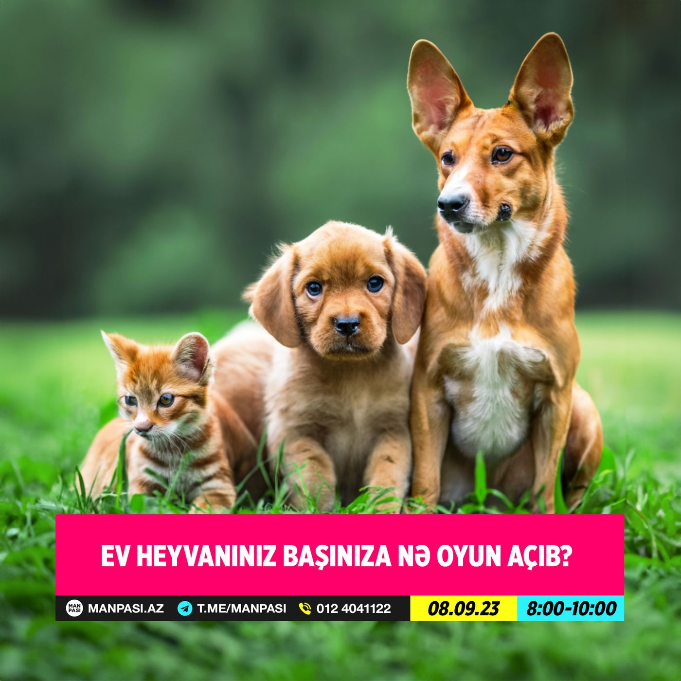 Ev heyvanınız başınıza nə oyun açıb? 08.09.2023