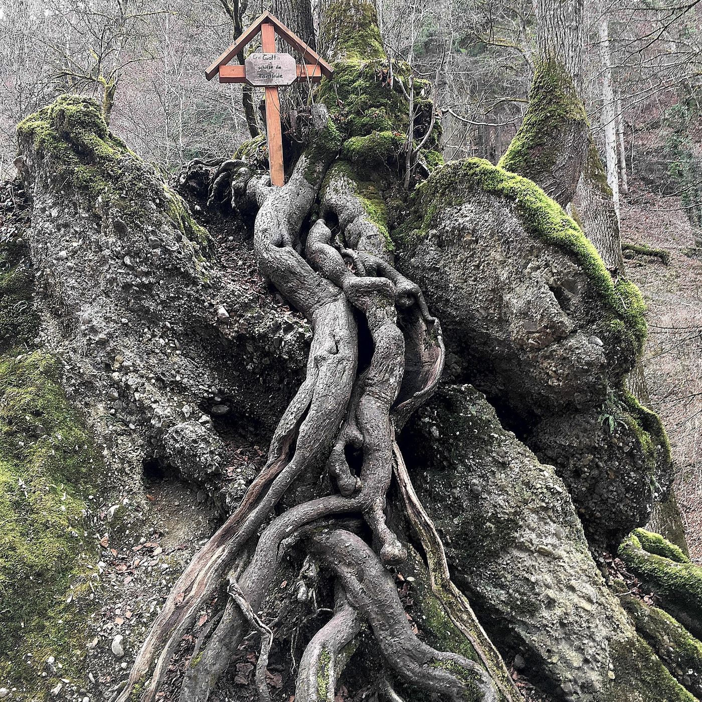 Rooted in Faith podcast artwork