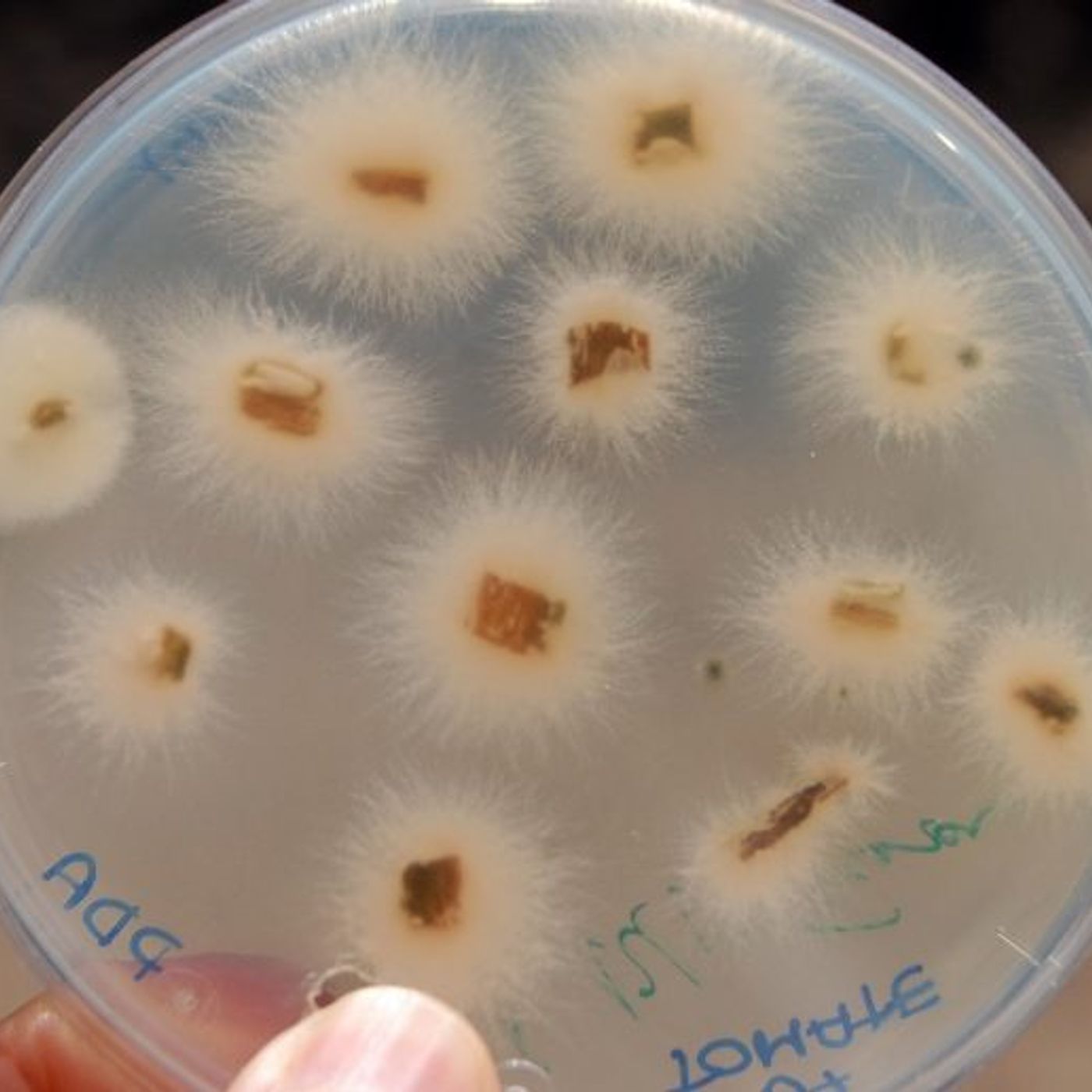 fusarium oxysporum