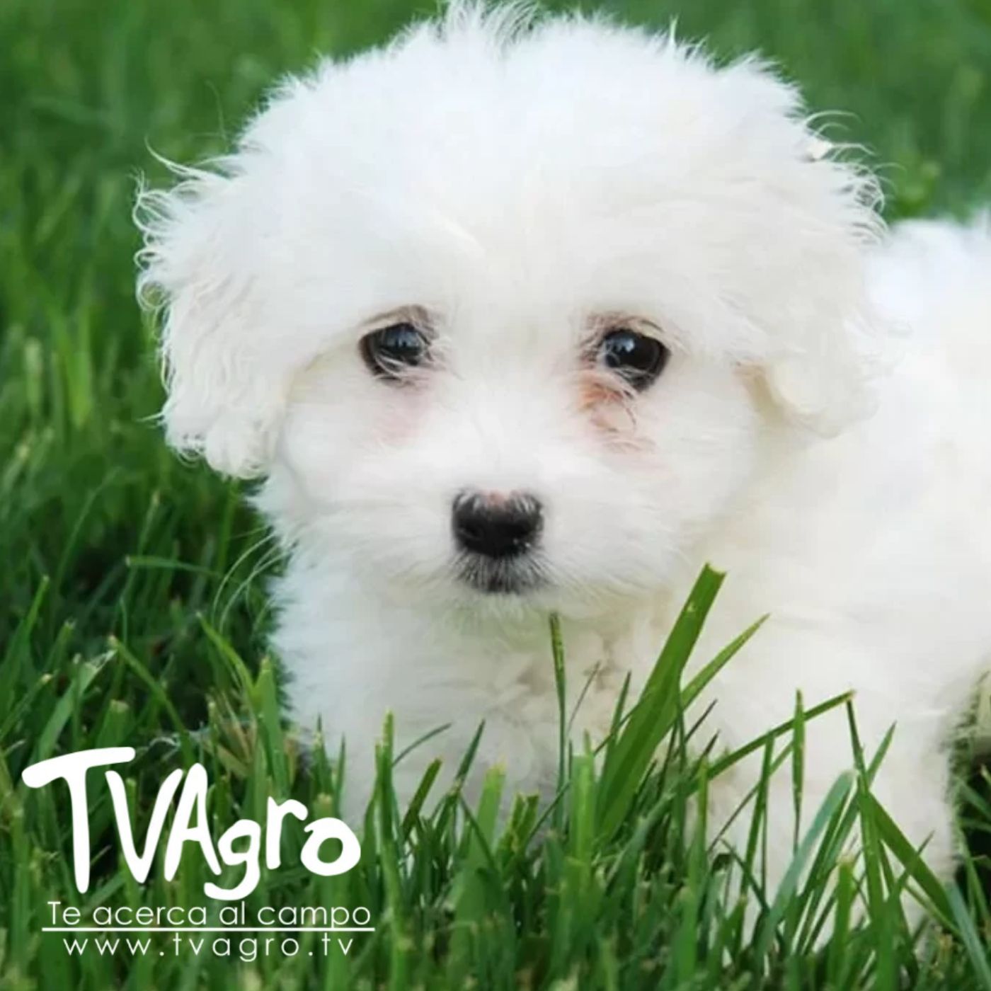 TV AGRO