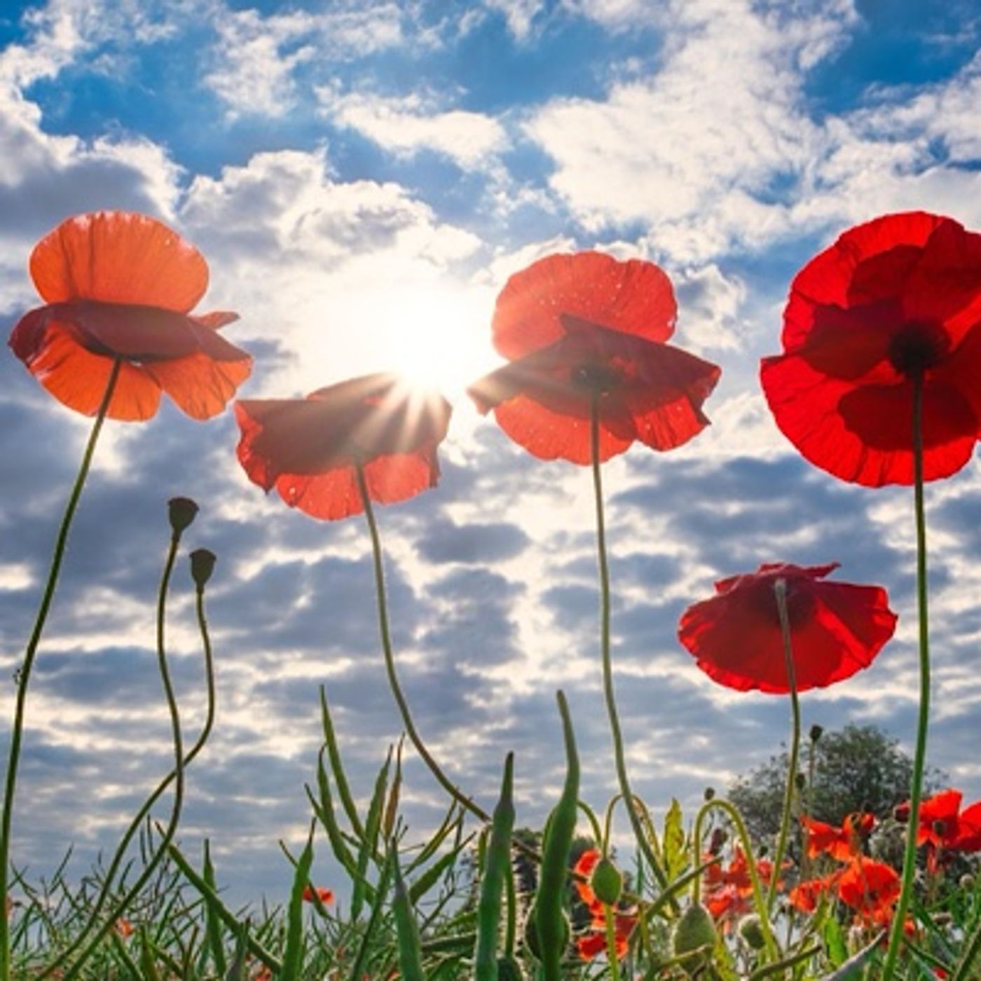 Episode 1595 - Jarvis Kingston 2026 Australian Open Tennis Naomi Osaka Coco Gauff Melbourne Roblox Minecraft Fenty ICE Trump News Fortnite !