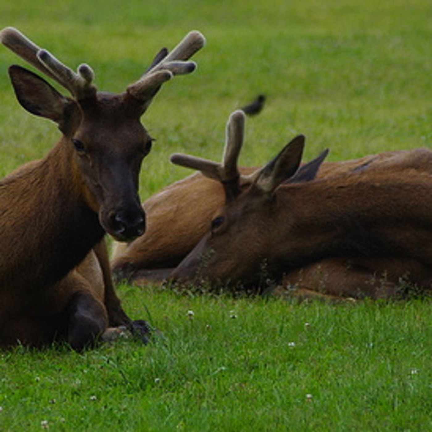 Unexplained Hoof Disease Spreads Quickly In Washington Elk episode artwork