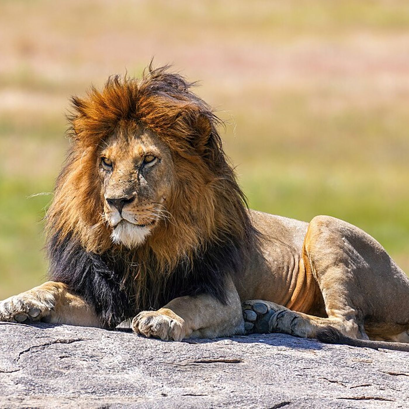 Lions!
