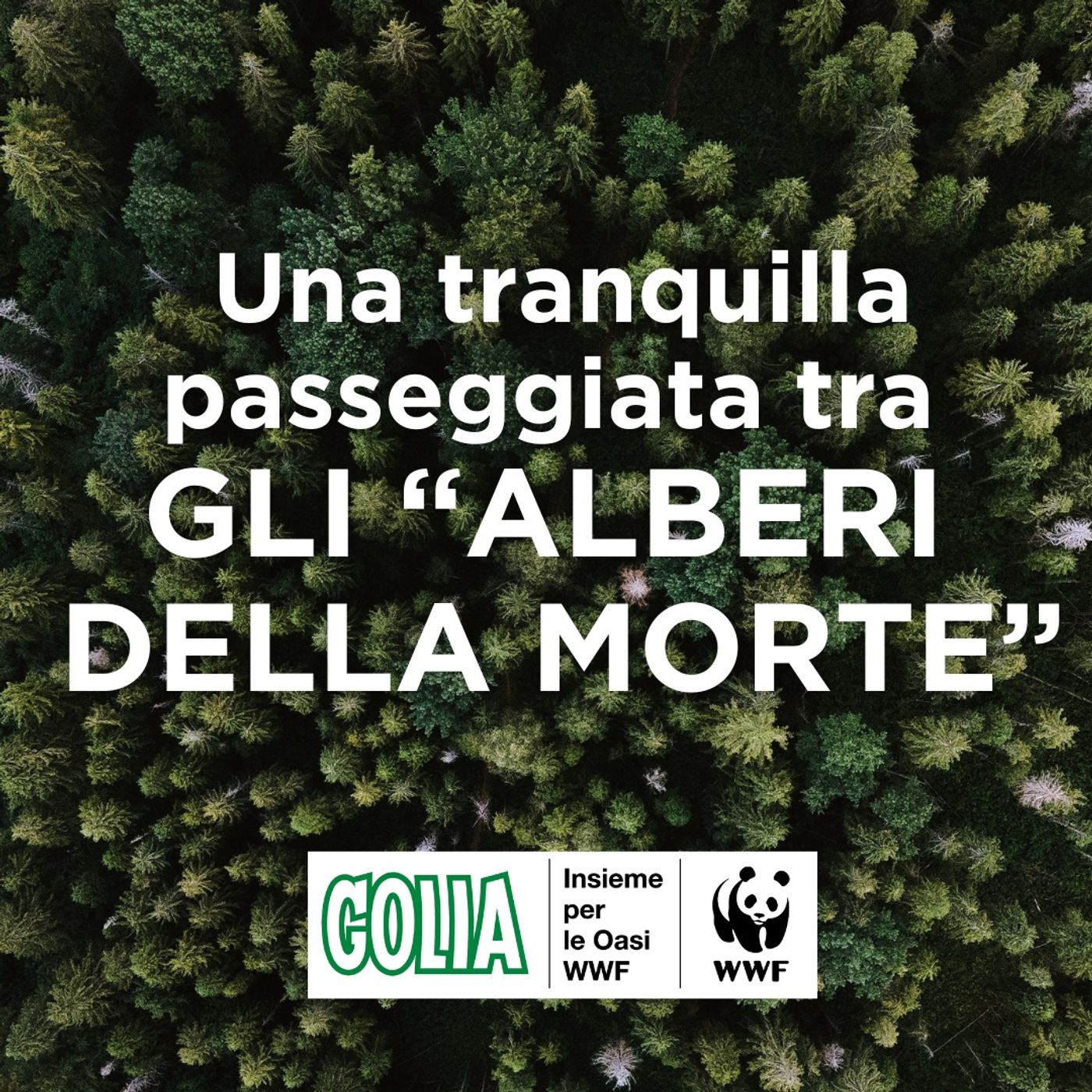 Polmoni Verdi