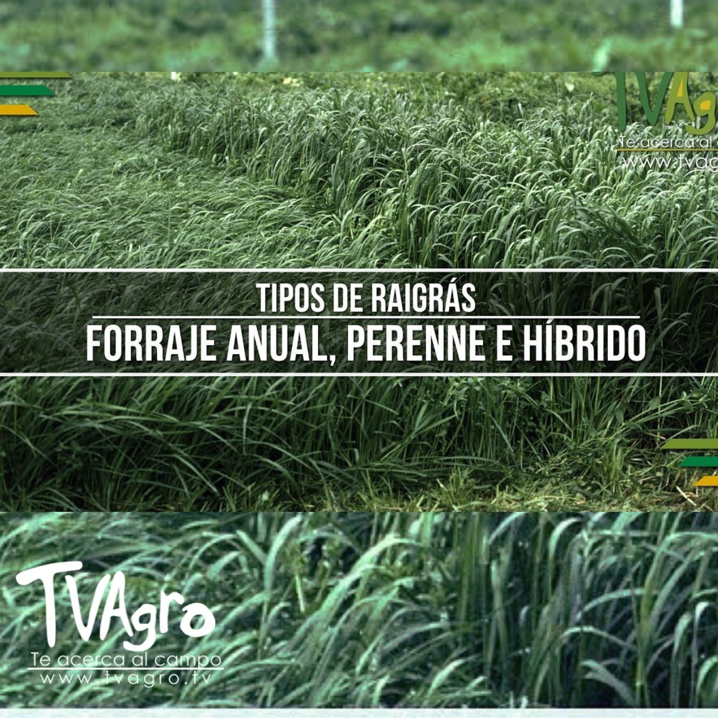 TV AGRO