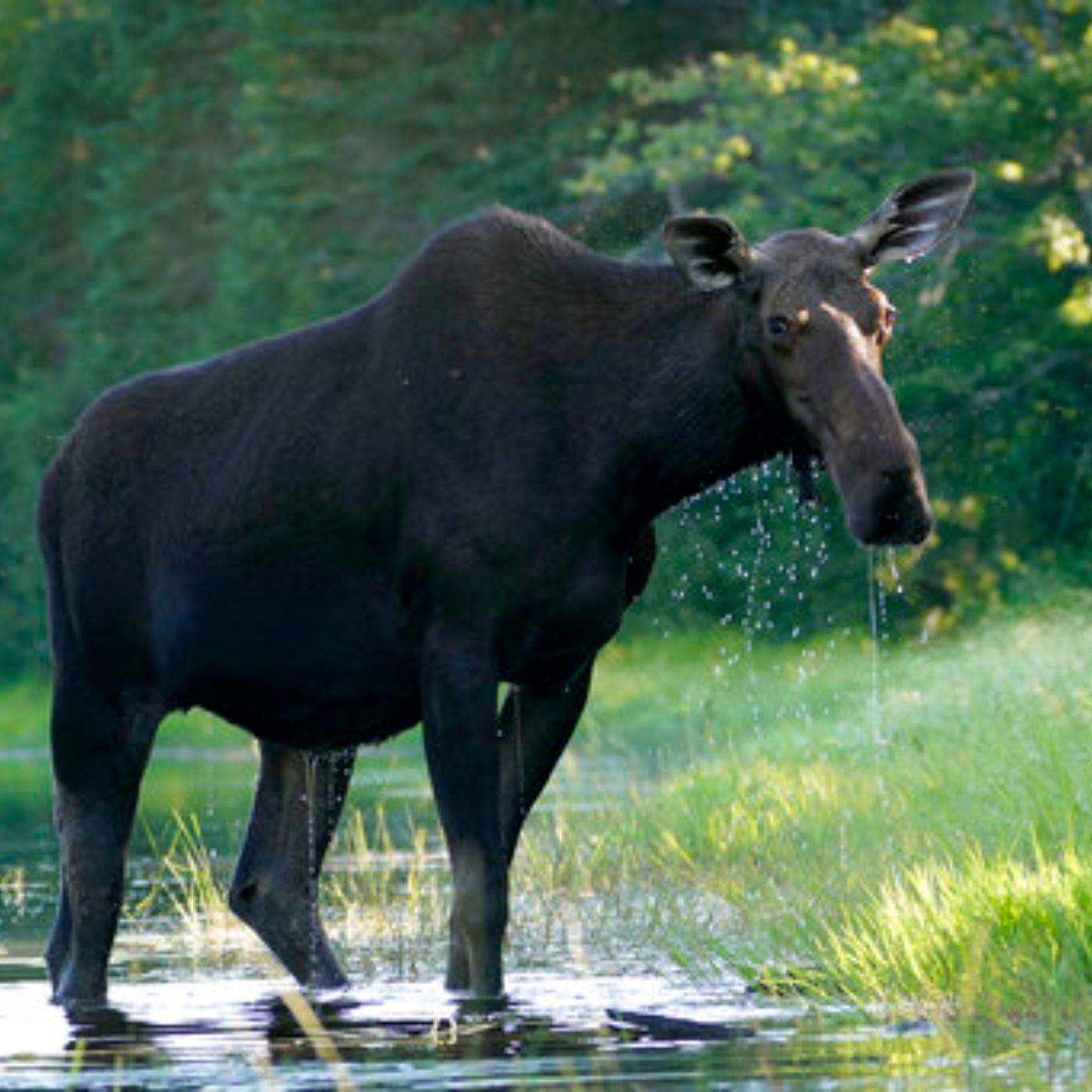 New Hampshire Snowmobilers Save a Moose!