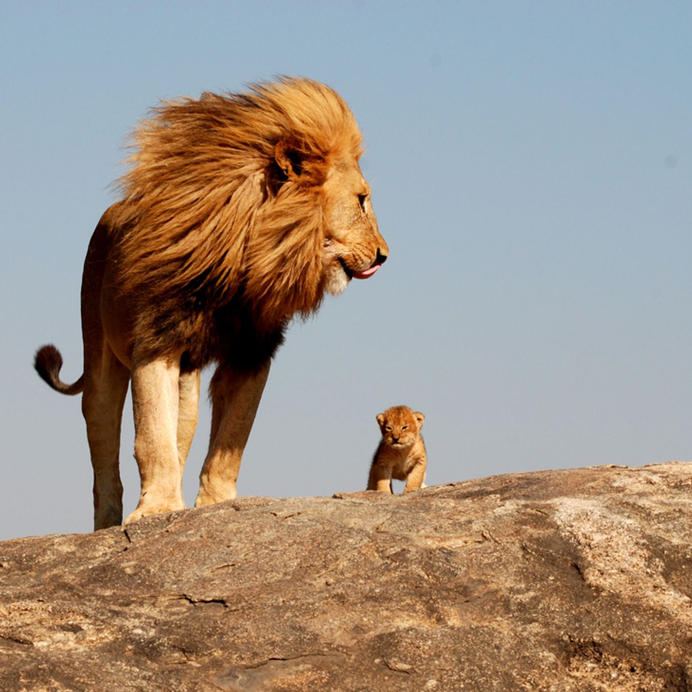 What would Jesus Do?  Speak the Truth in Love, Thats What!