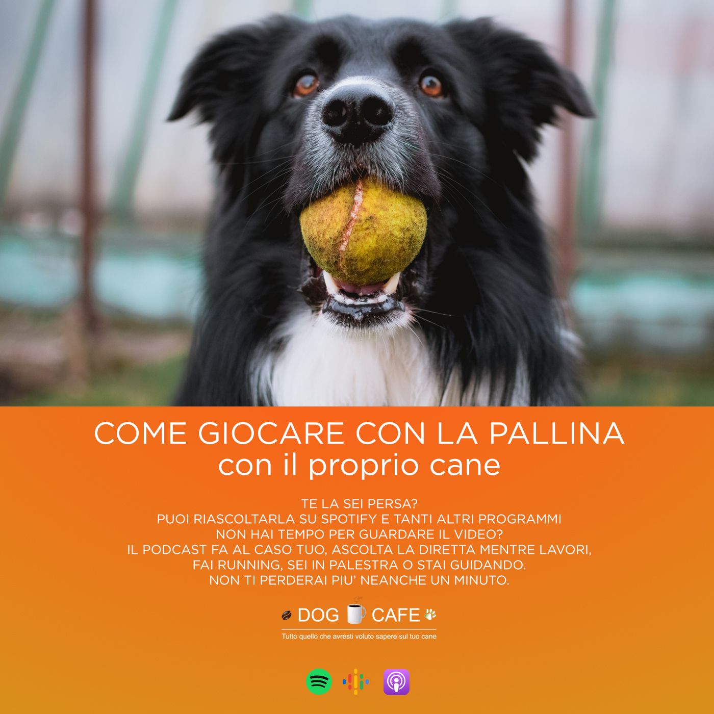 Dog Cafe Podcast