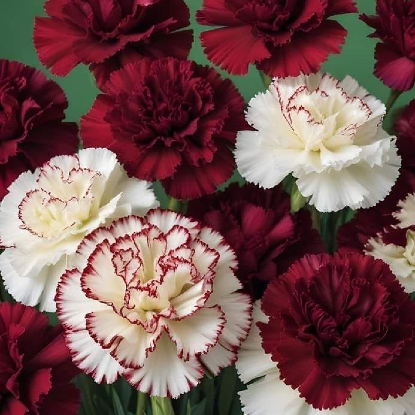 El podcast de Luciano Jerez