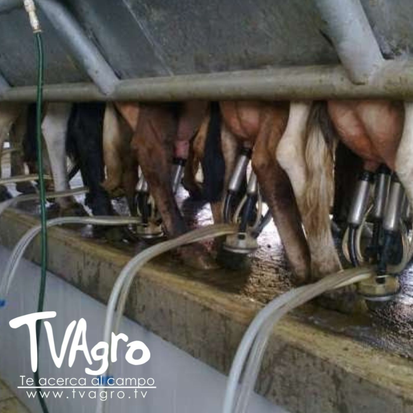 TV AGRO