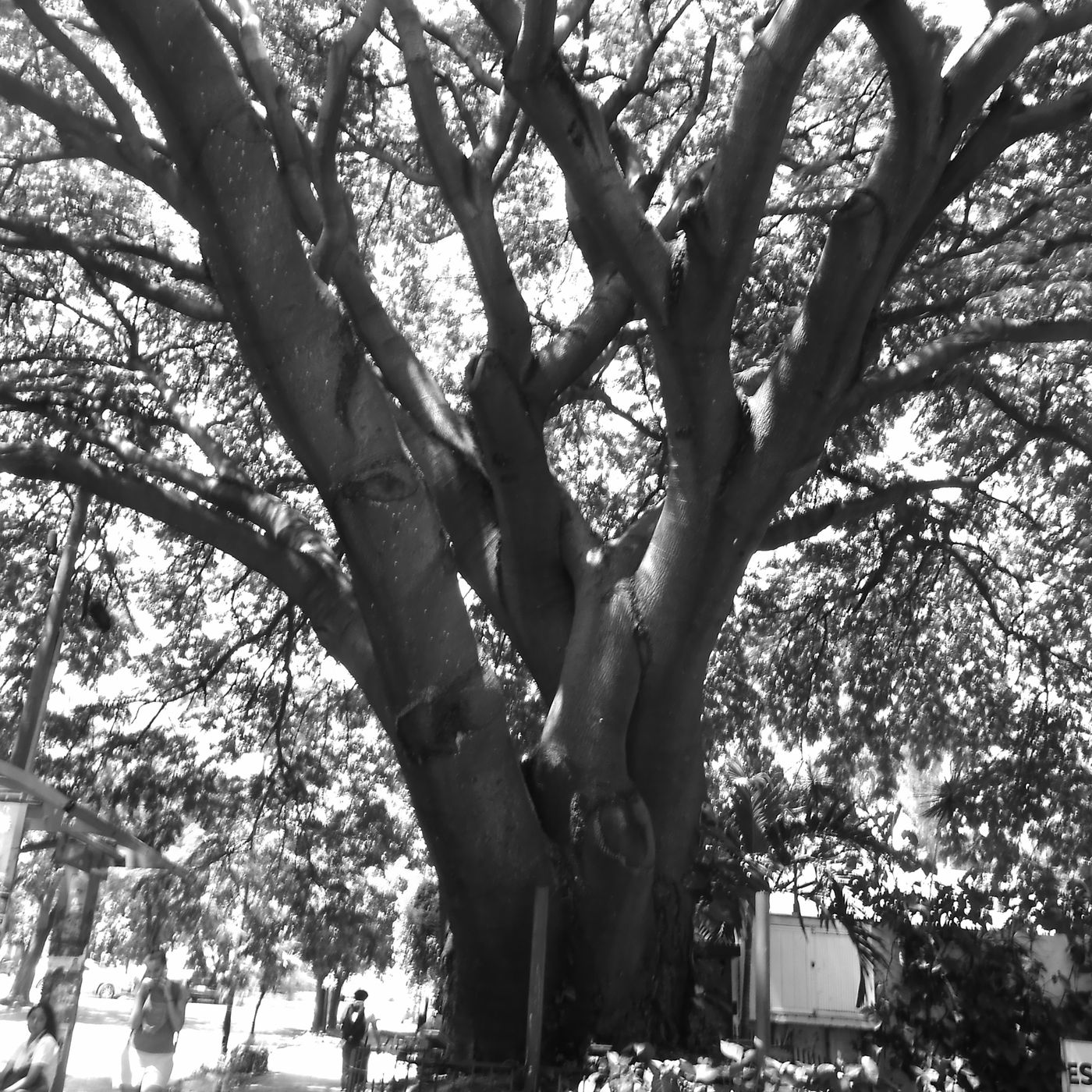 El show de Ergo Rodrerich