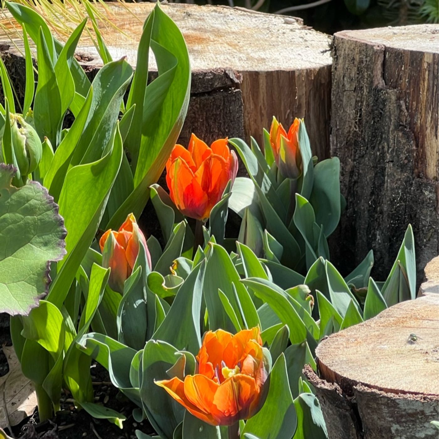 Episode 272 - Pollinators and organ meat 🤣