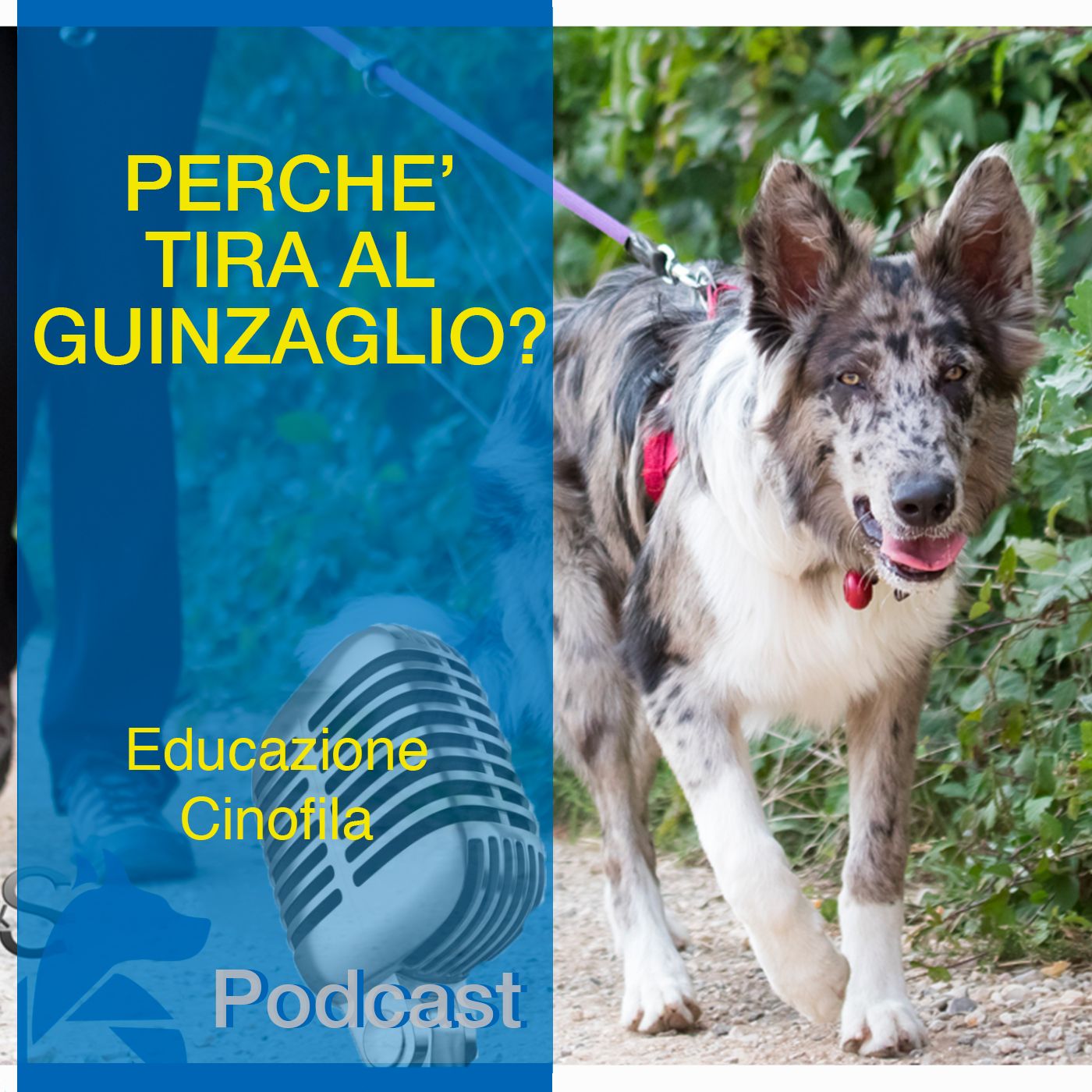 StiCani Educazione Cinofila