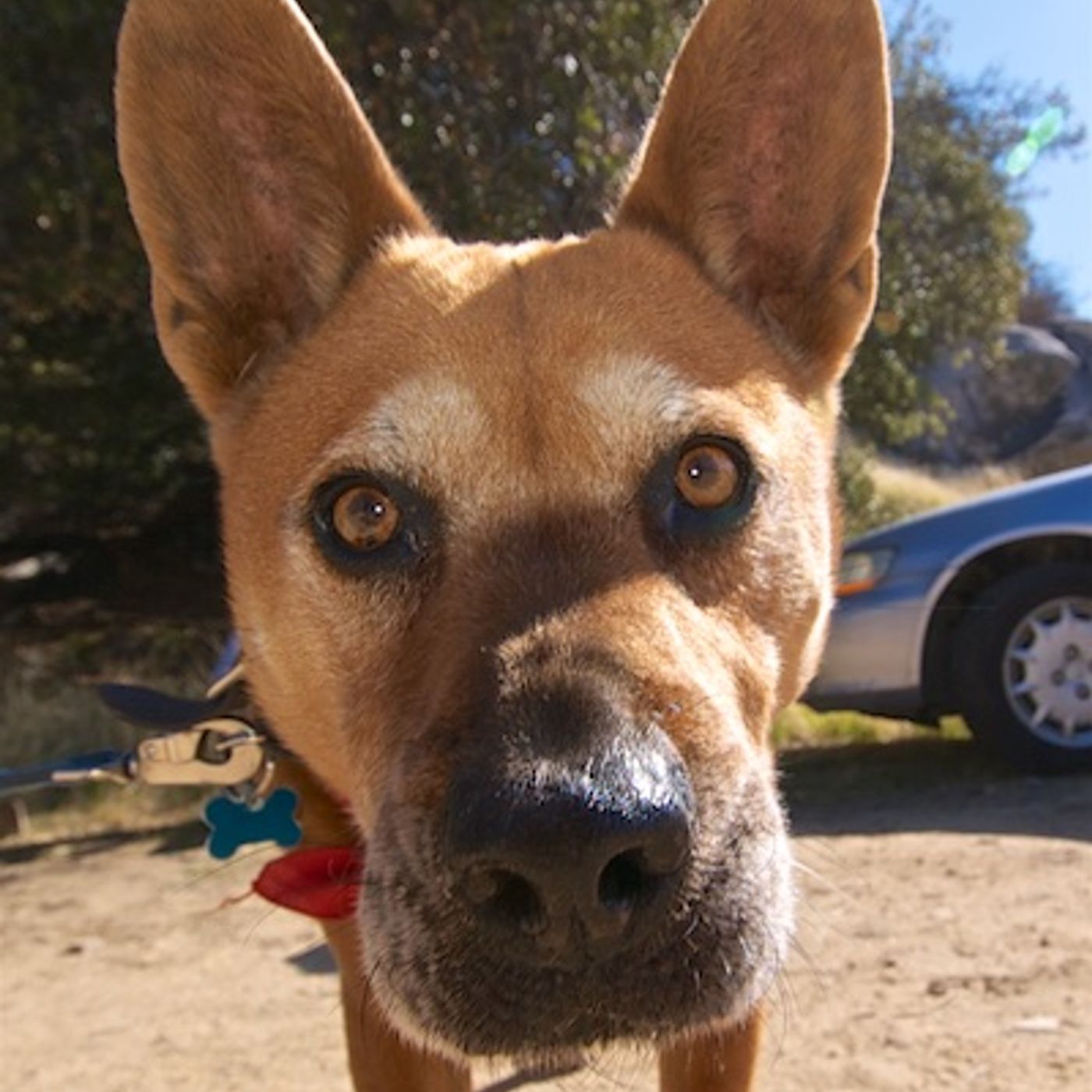 Dog Hydration