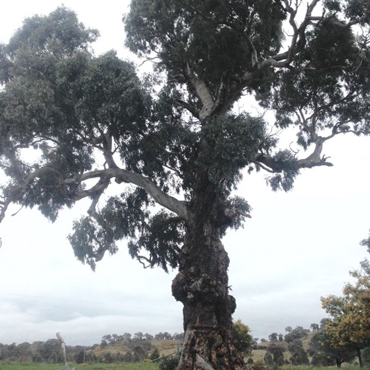 The Landcare Spot