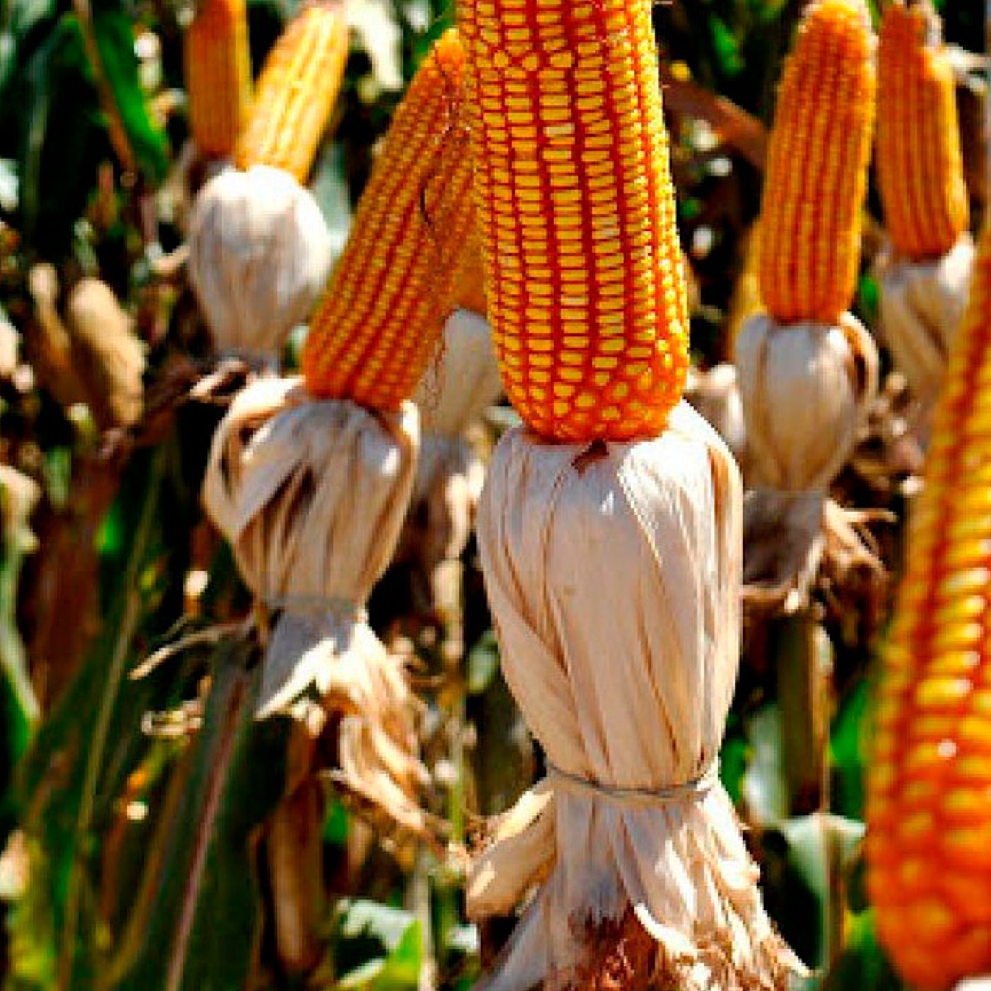 Notícias Agrícolas