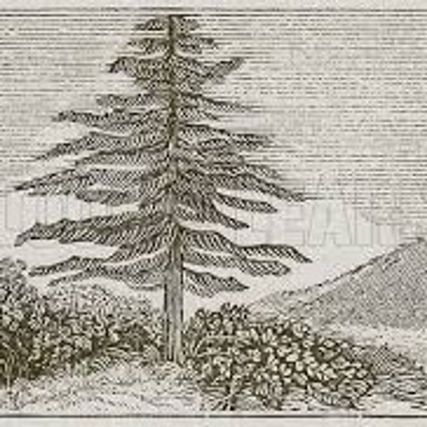 The Fir-Tree And The Bramble
