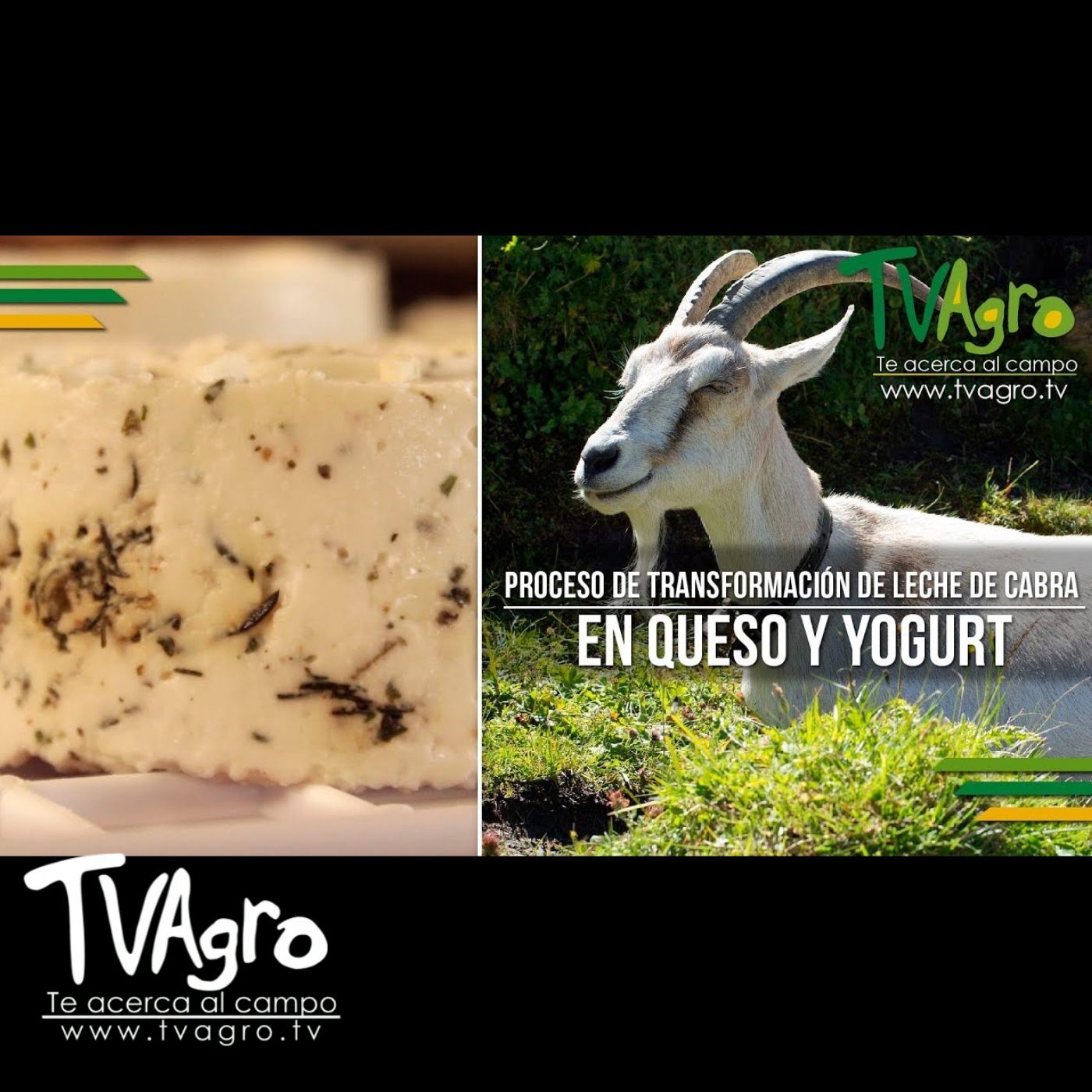 TV AGRO