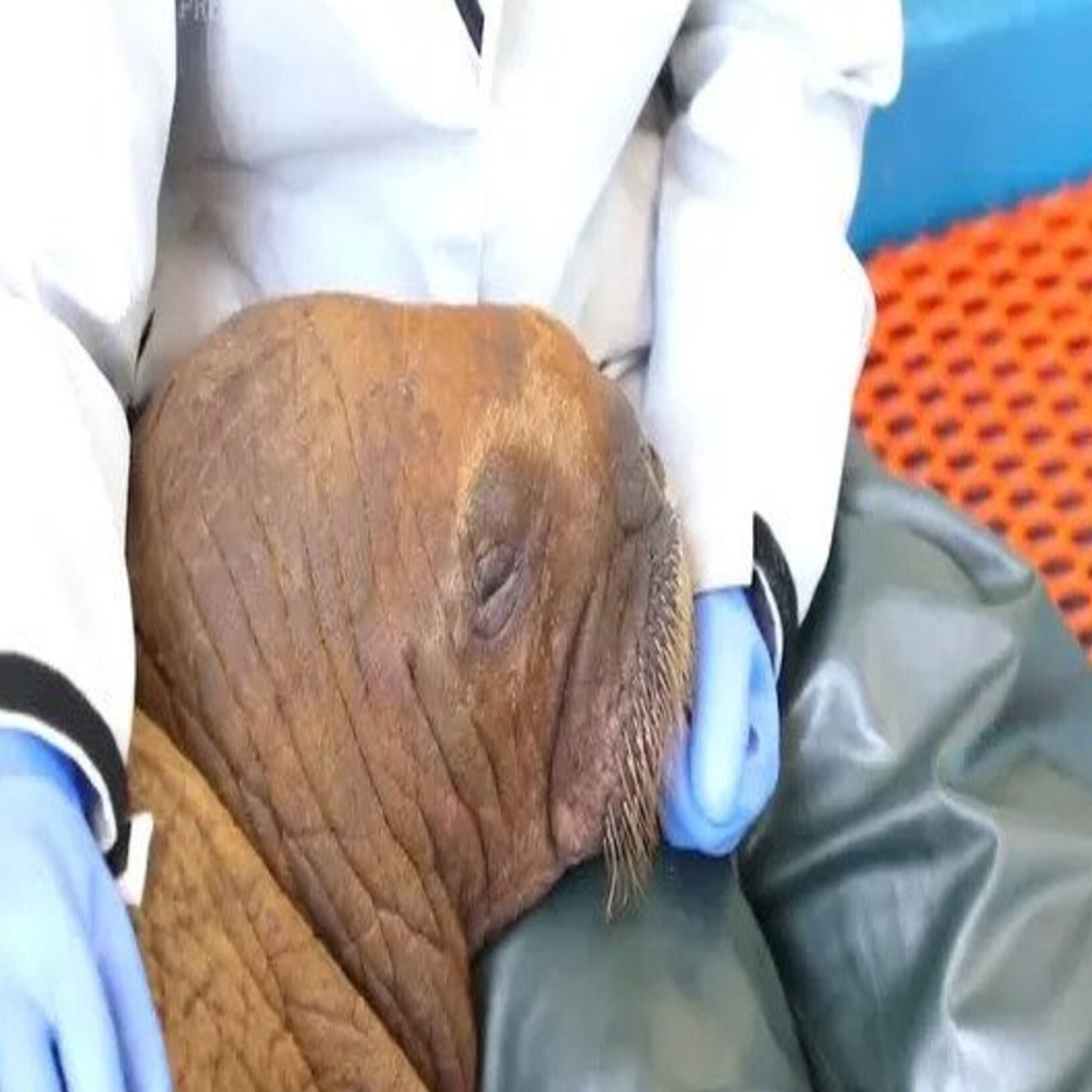 Records broken by two female athletes, justice belatedly served, and a walrus getting all the spoils of attention