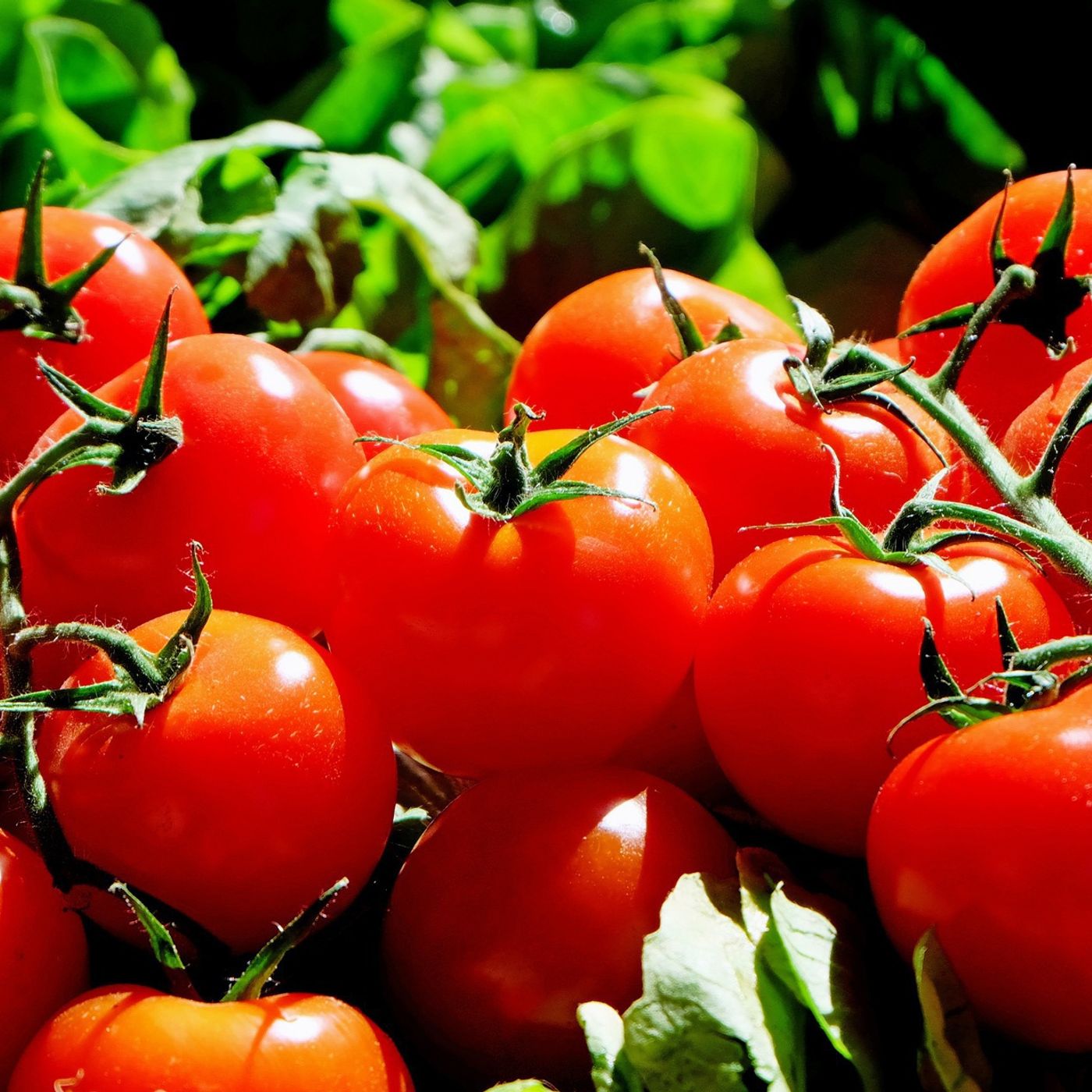 En Clave Rural: Europa pone el mercado agrícola español a disposición de Marruecos