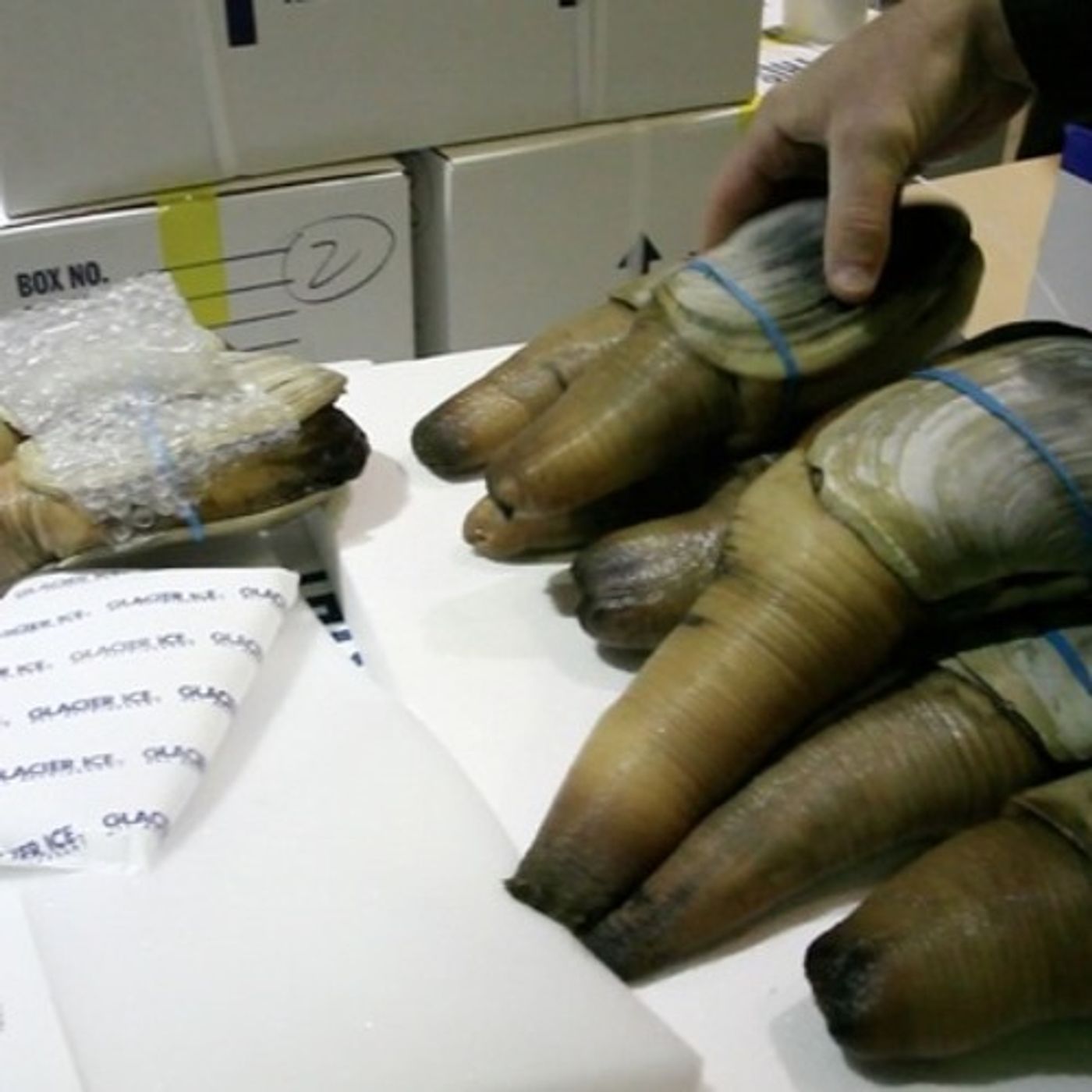 Arsenic Was Toxin Of Concern In Wash. Geoduck Shipment episode artwork
