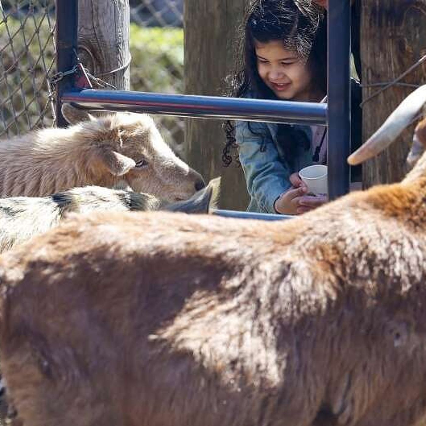 Families celebrate Earth Day with animals and activities at Randall Oaks Zoo episode artwork