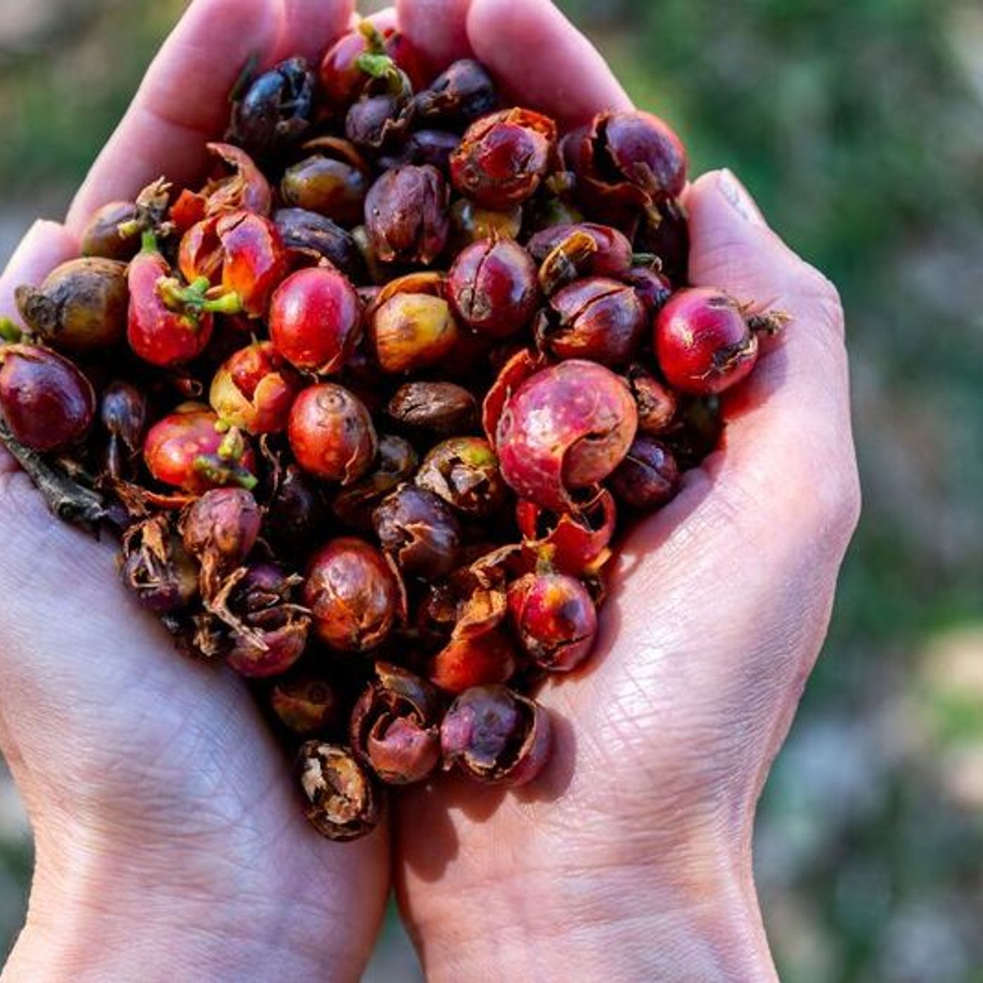 La cascara: la bevanda sostenibile che nasce dagli scarti del caffè episode artwork