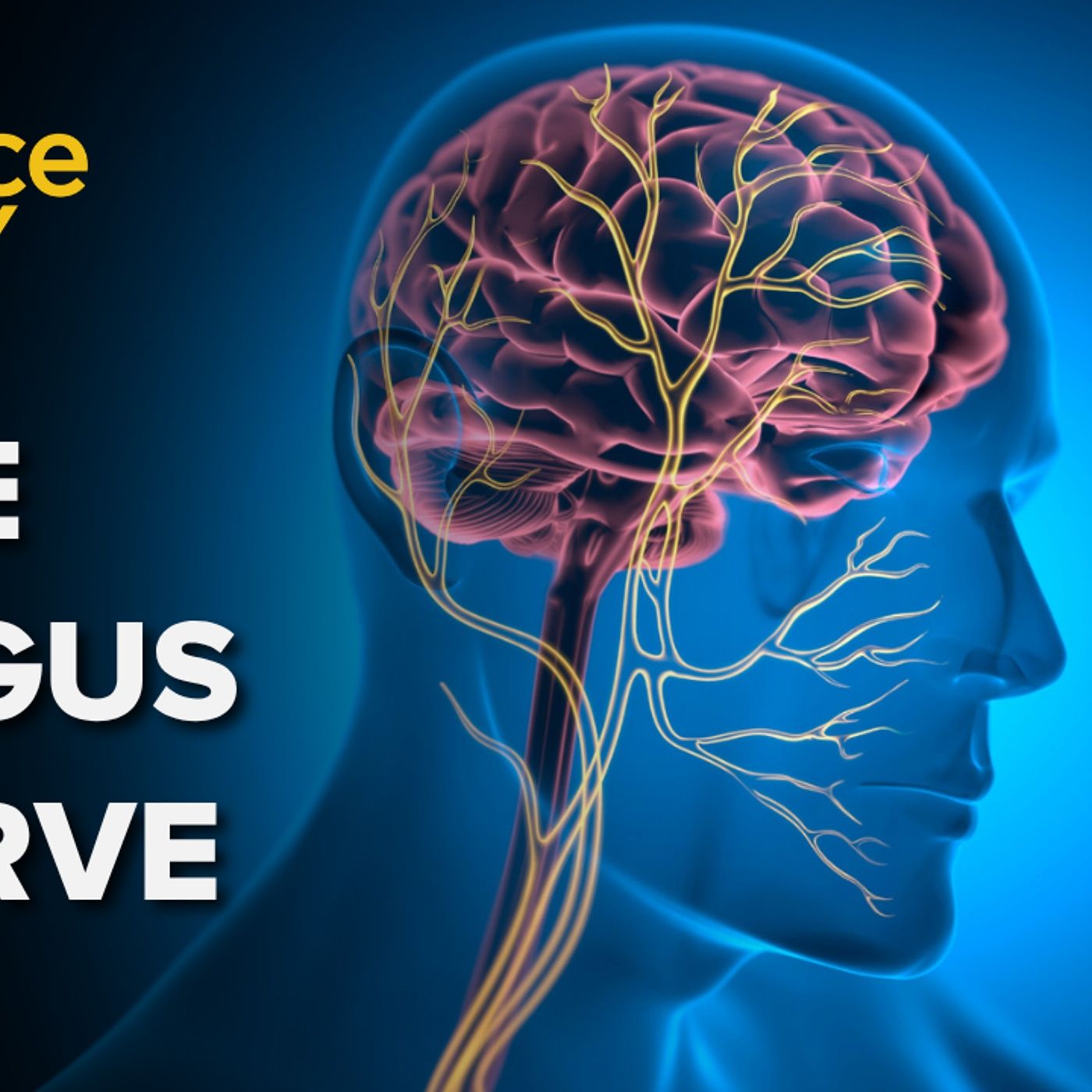 1387: Is there science behind the ‘nervous system reset’?
