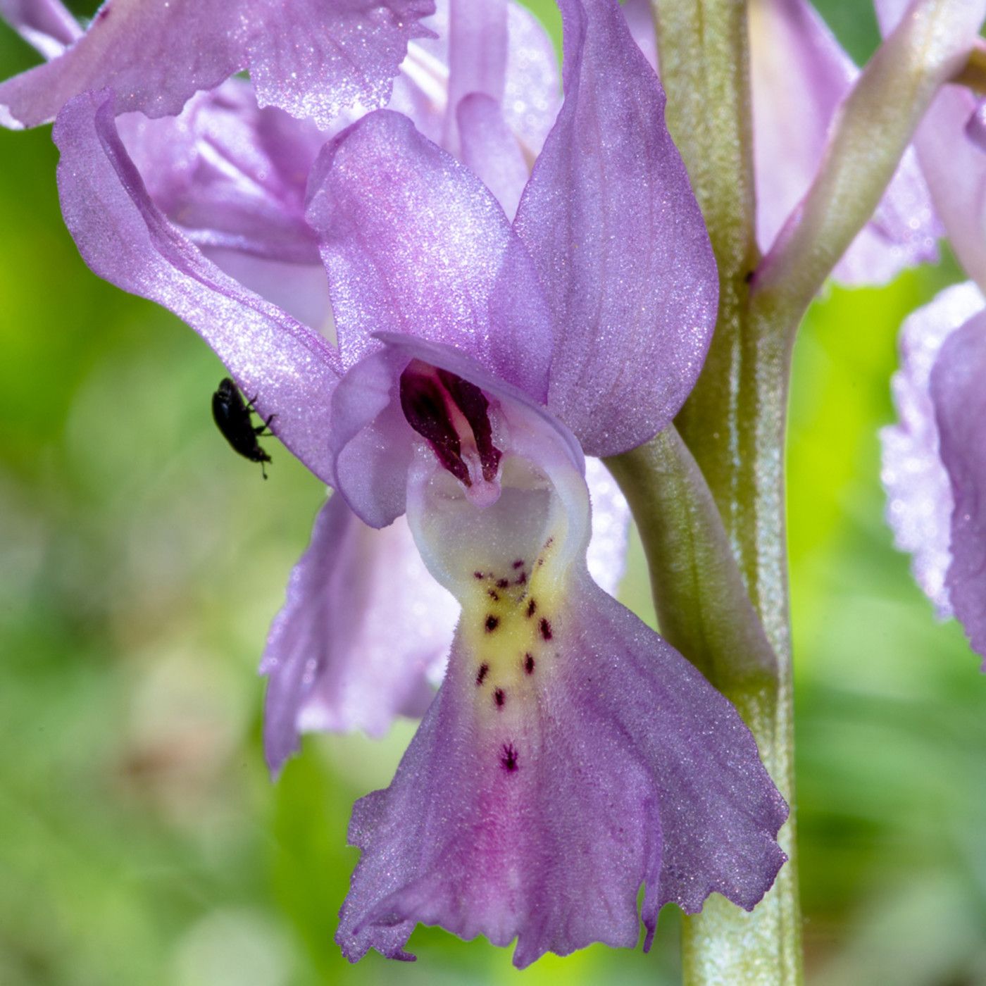 Mauro Barbacci PODCAST