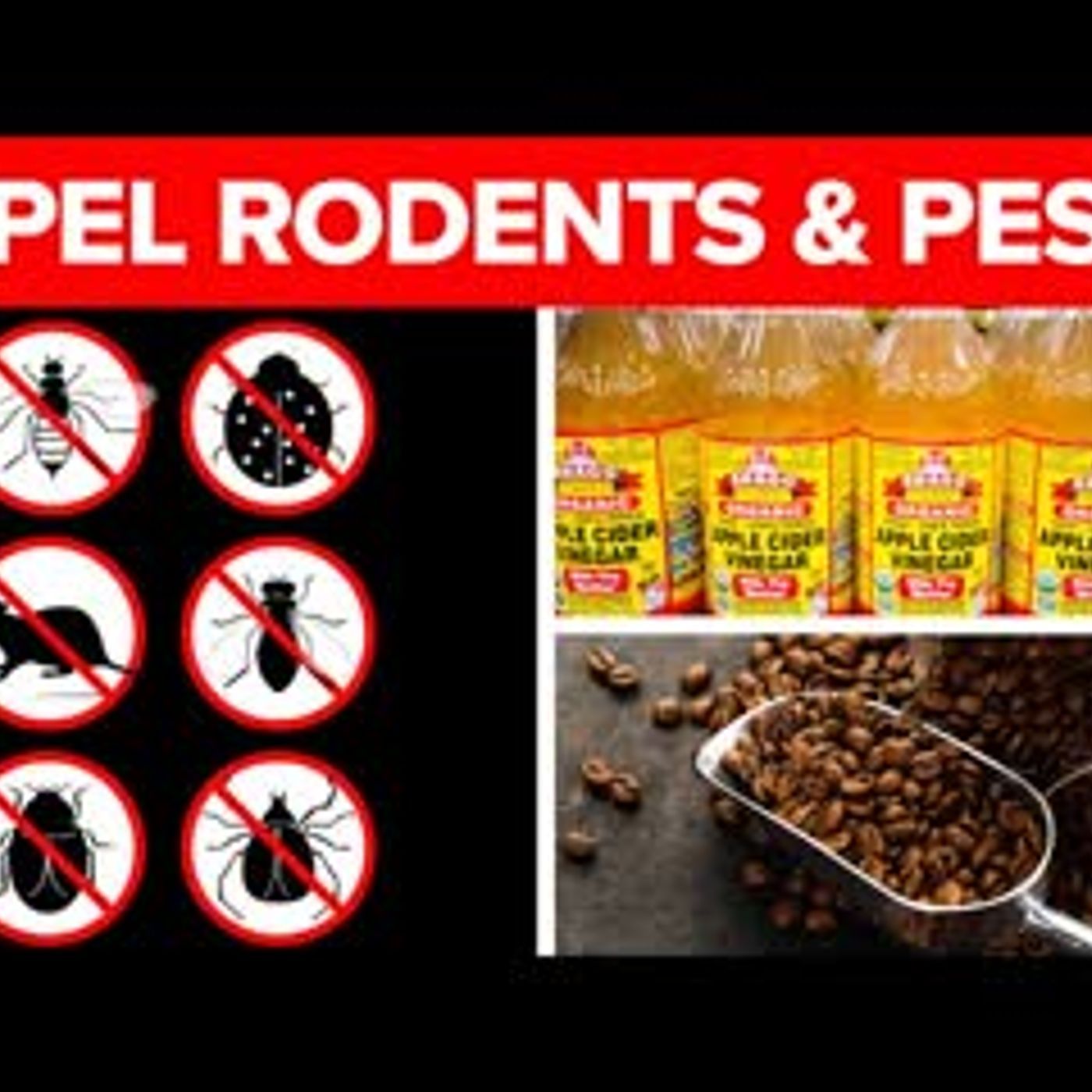 13 Non-Toxic Ways To Get Rid Of Pests And Rodents Naturally episode artwork