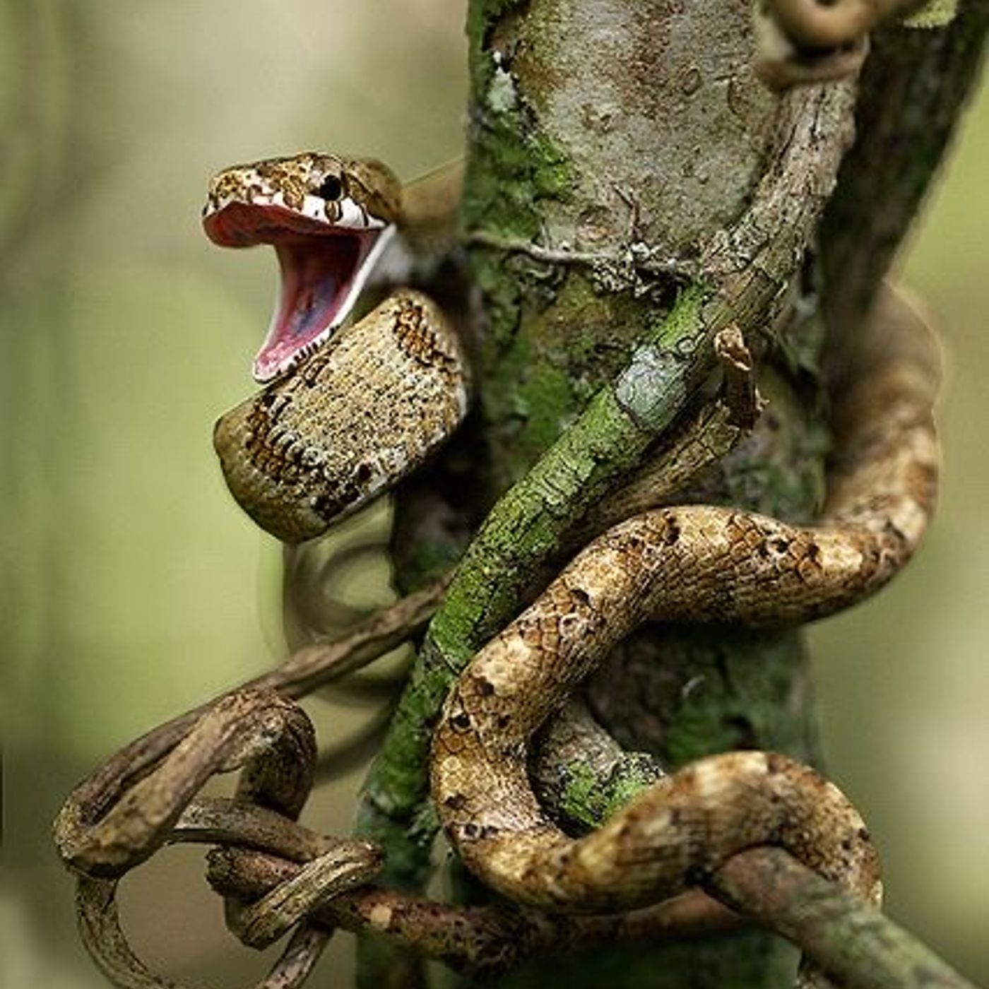 Animali Totem [meditazione e lettura]