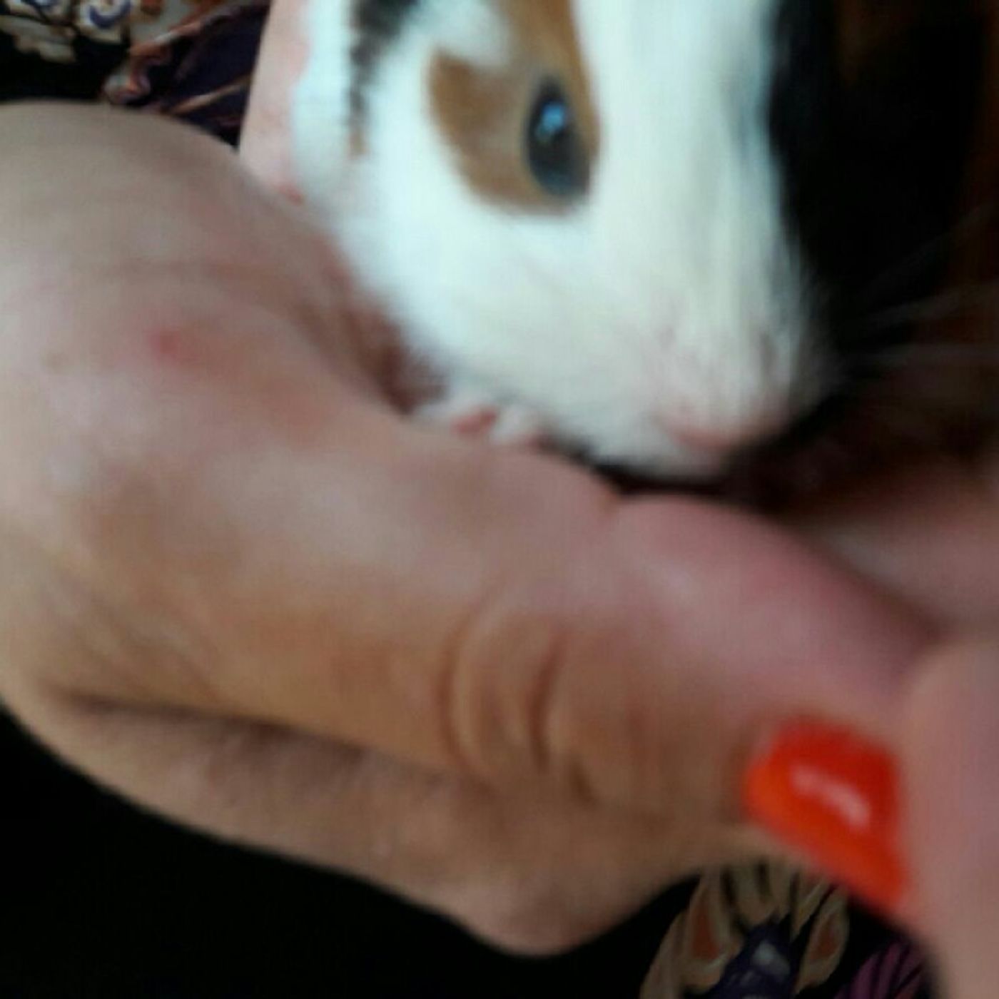 El show de Alejandra cover art