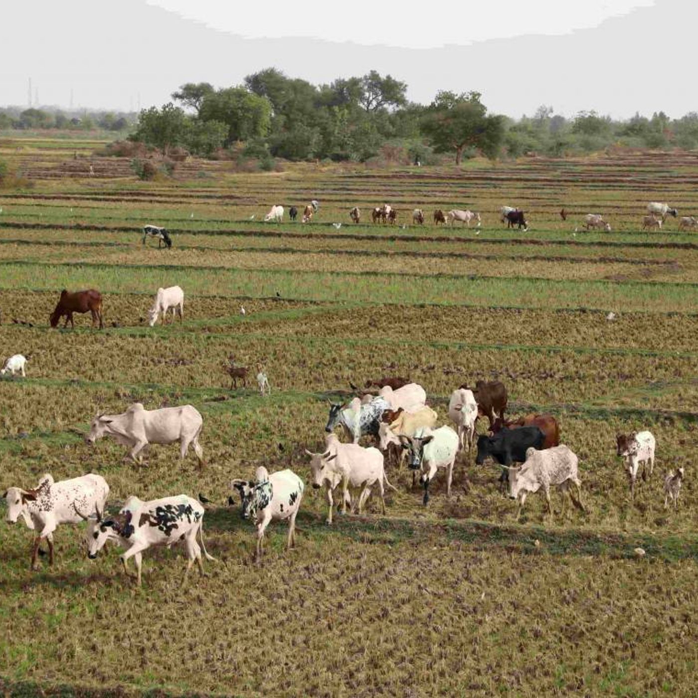Réussir la libération des champs agricoles tout en favorisant une coexistence pacifique entre agriculteurs et éleveurs episode artwork